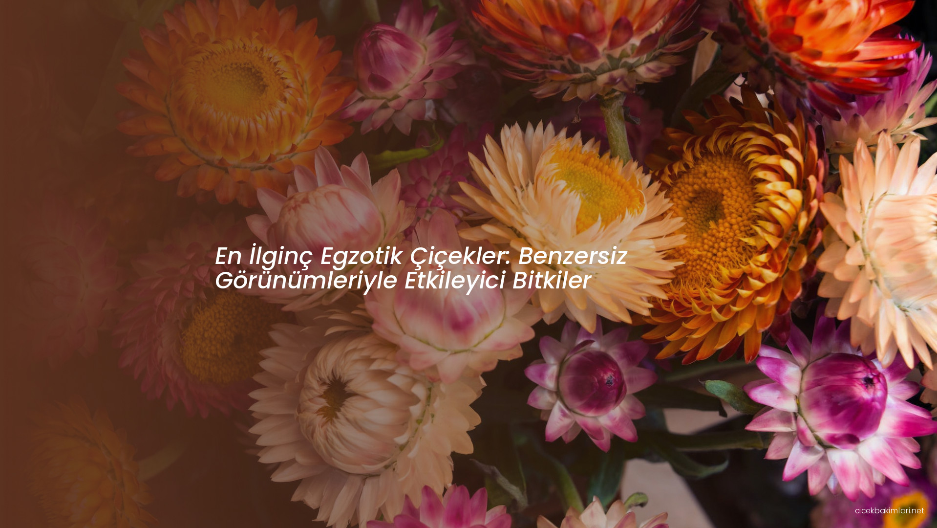 En İlginç Egzotik Çiçekler: Benzersiz Görünümleriyle Etkileyici Bitkiler