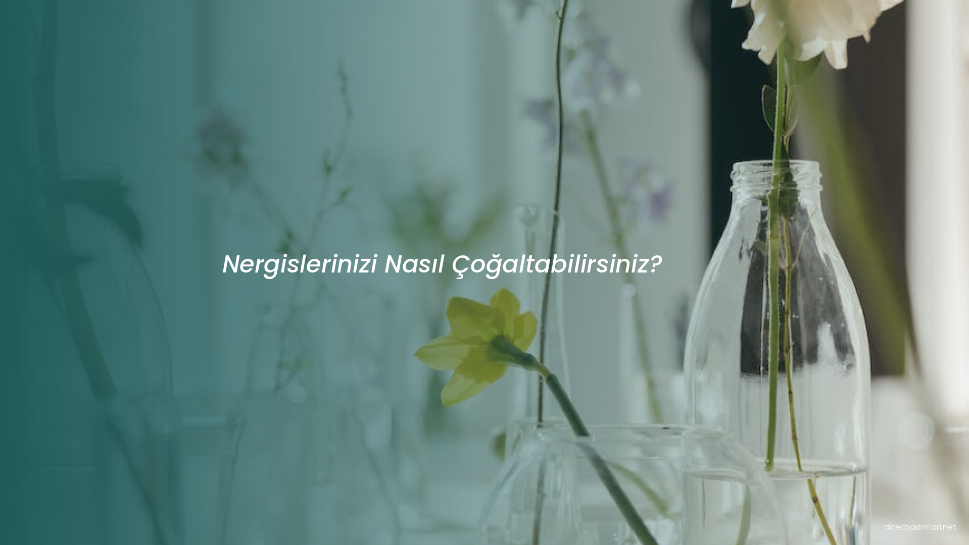 Nergislerinizi Nasıl Çoğaltabilirsiniz?