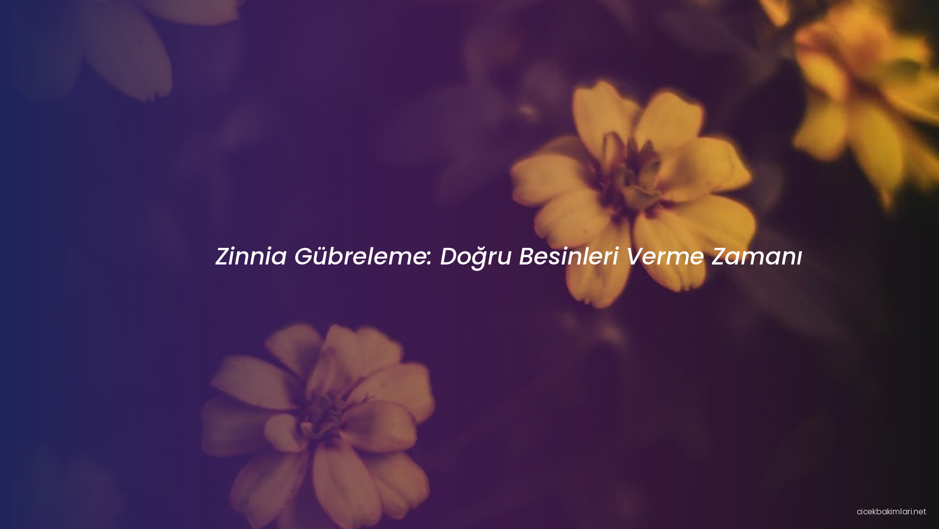 Zinnia Gübreleme: Doğru Besinleri Verme Zamanı