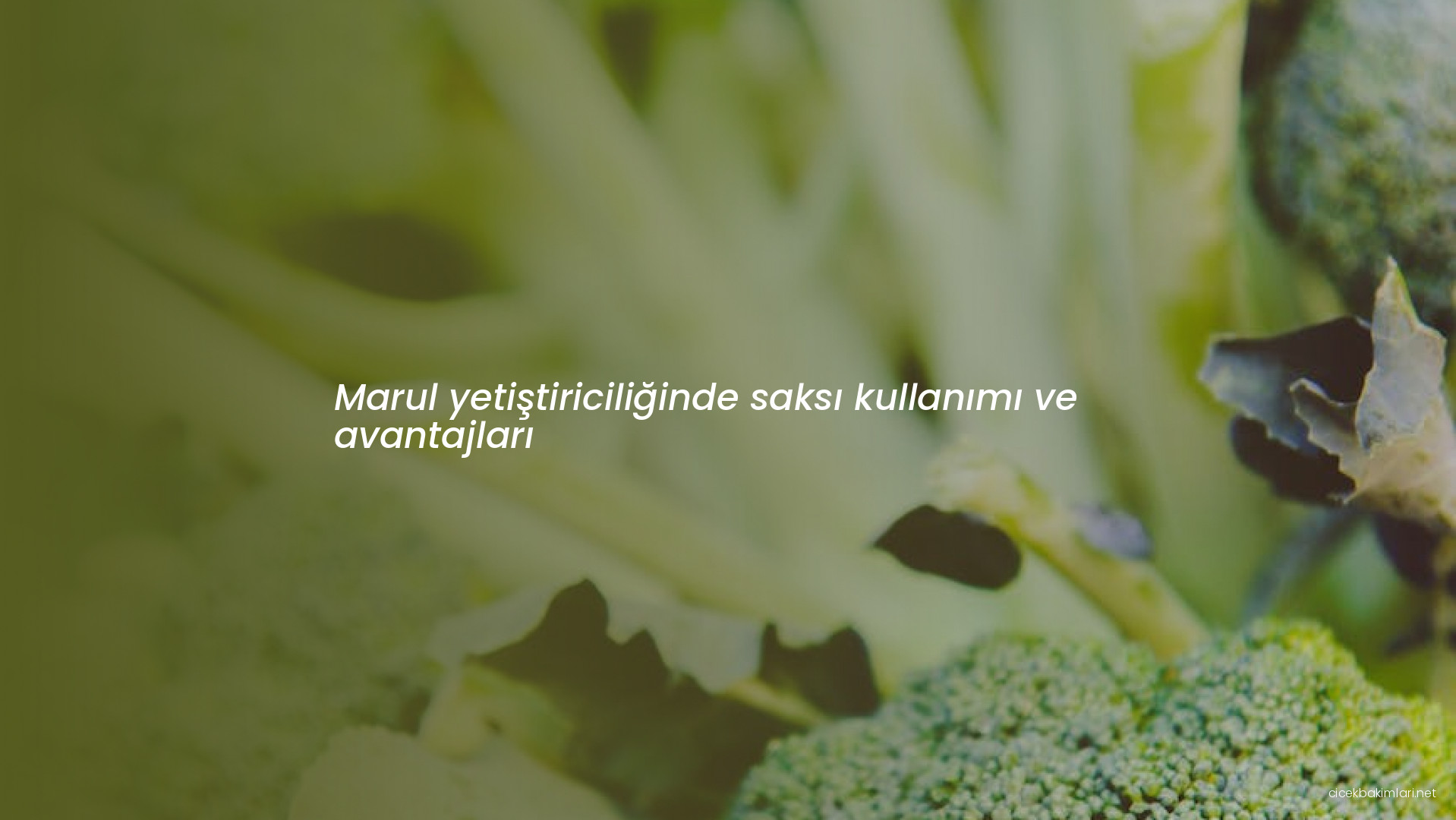 Marul yetiştiriciliğinde saksı kullanımı ve avantajları