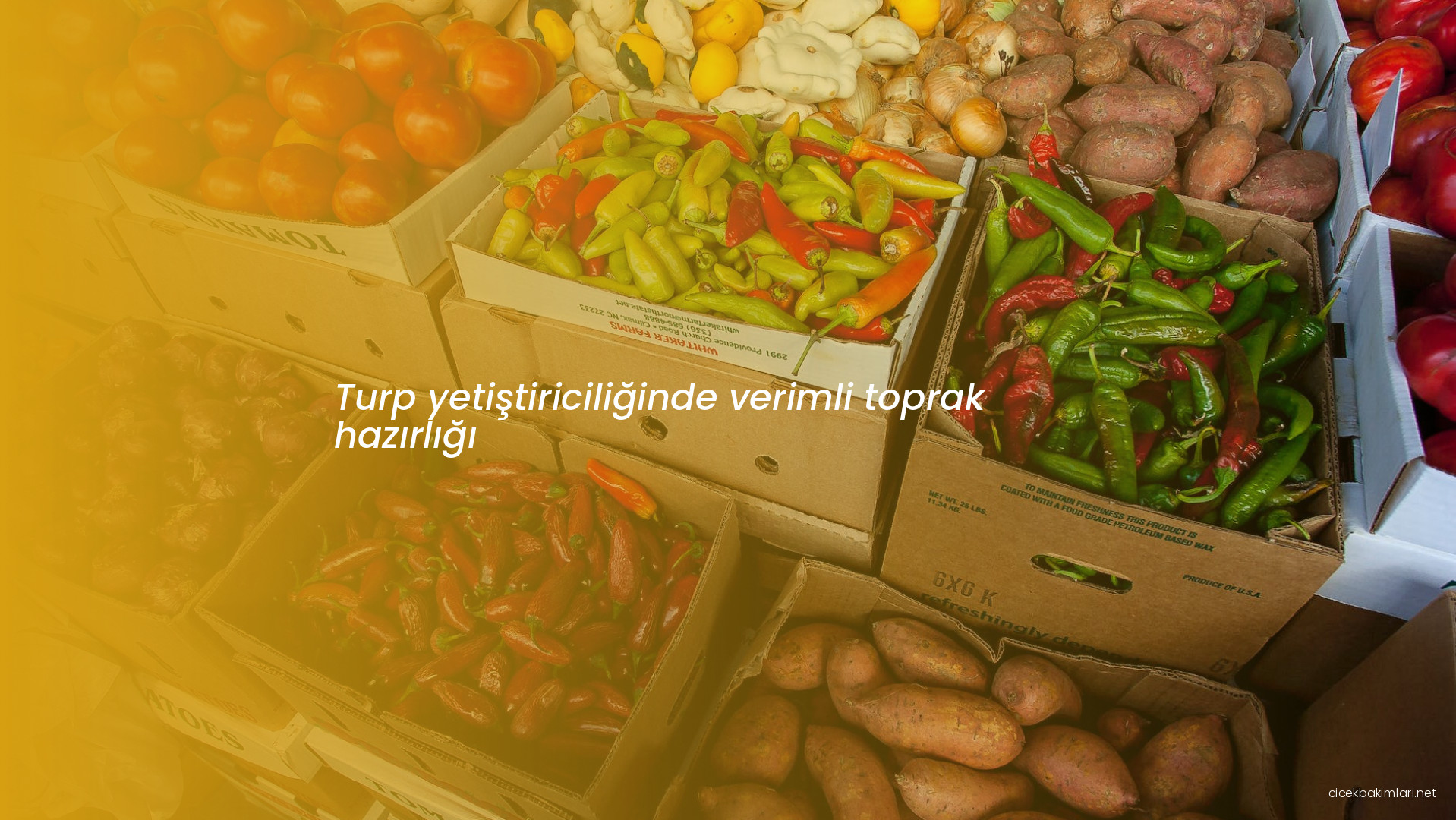 Turp yetiştiriciliğinde verimli toprak hazırlığı