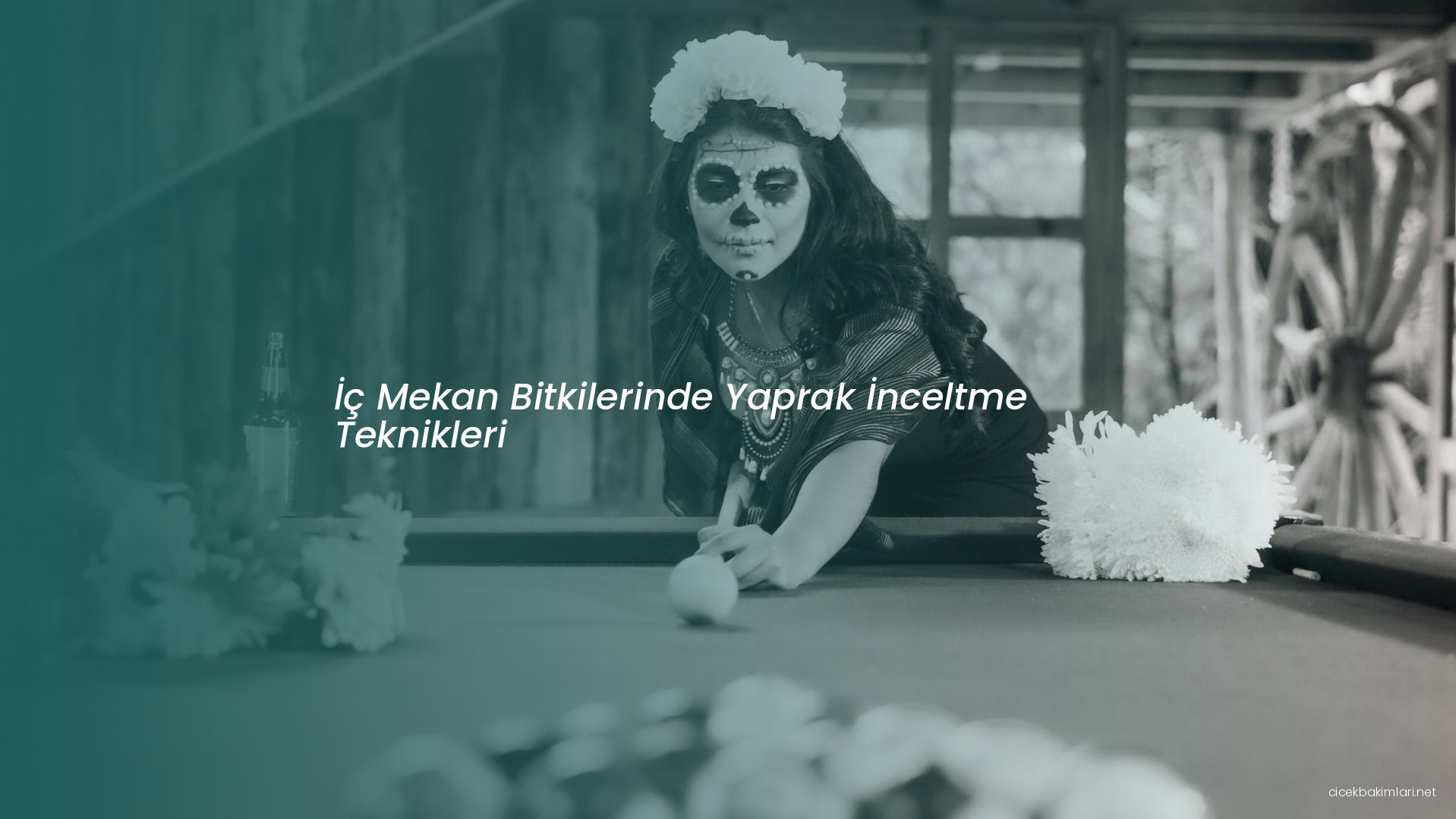İç Mekan Bitkilerinde Yaprak İnceltme Teknikleri
