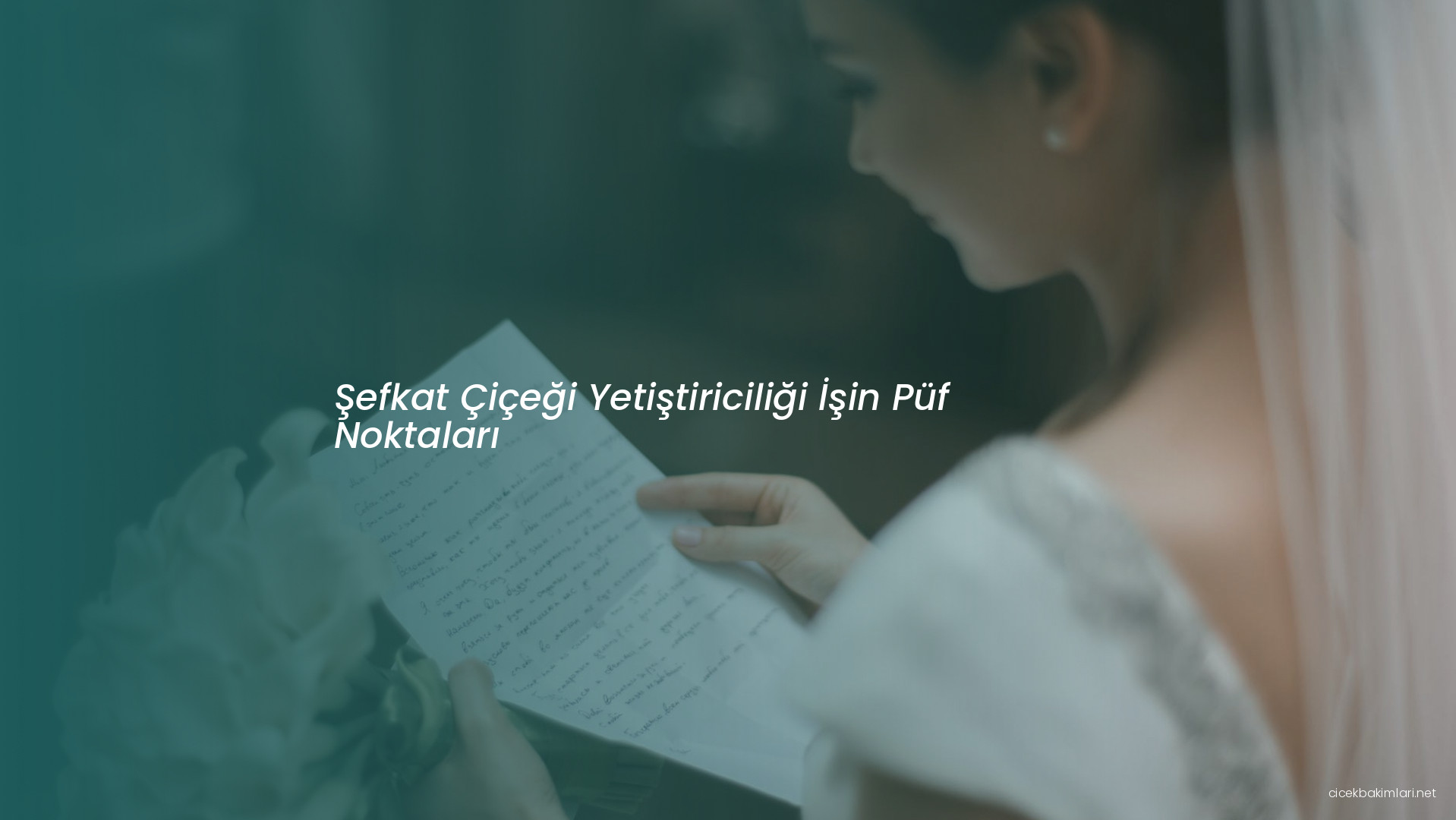 Şefkat Çiçeği Yetiştiriciliği İşin Püf Noktaları