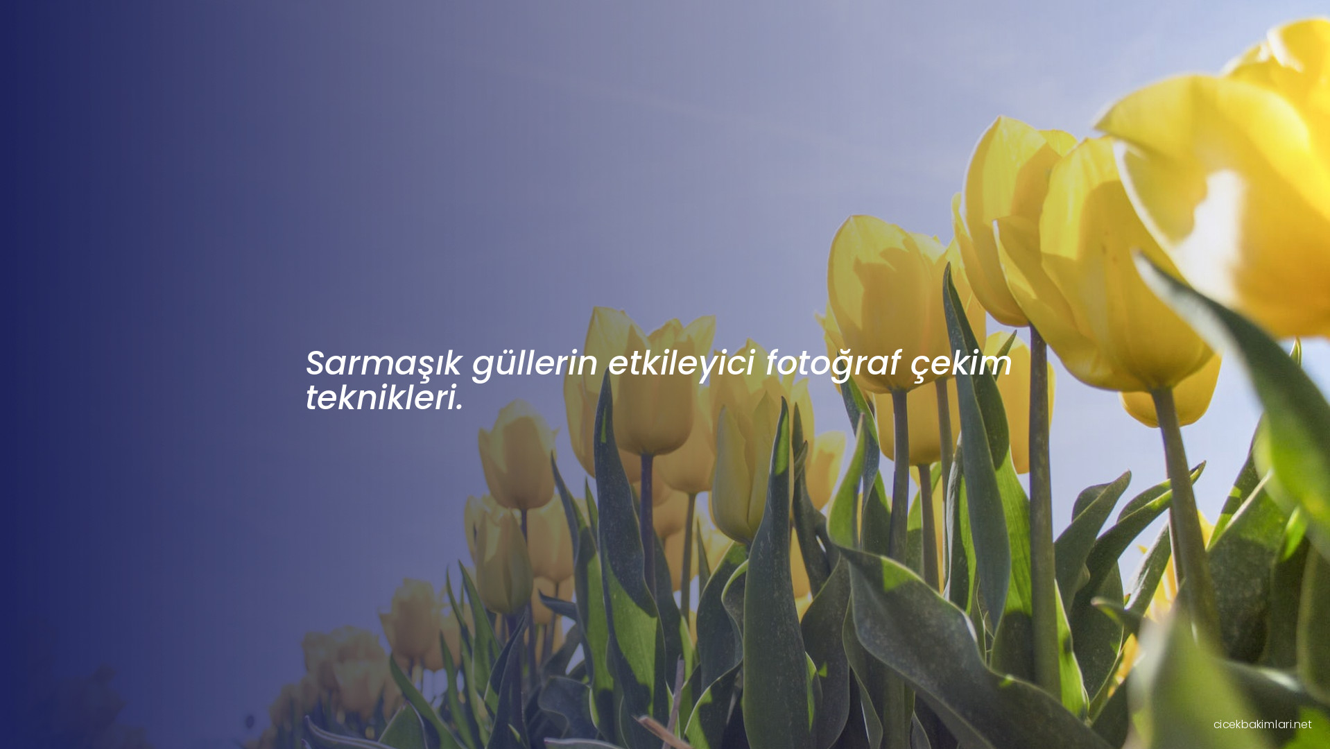 Sarmaşık güllerin etkileyici fotoğraf çekim teknikleri.