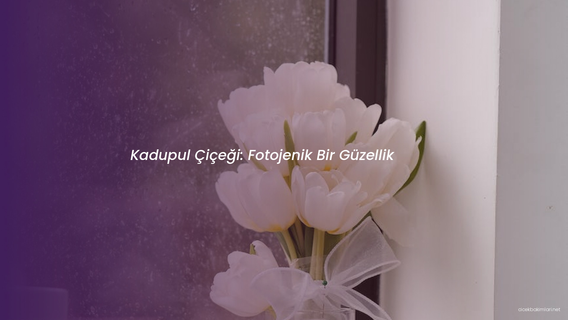 Kadupul Çiçeği: Fotojenik Bir Güzellik
