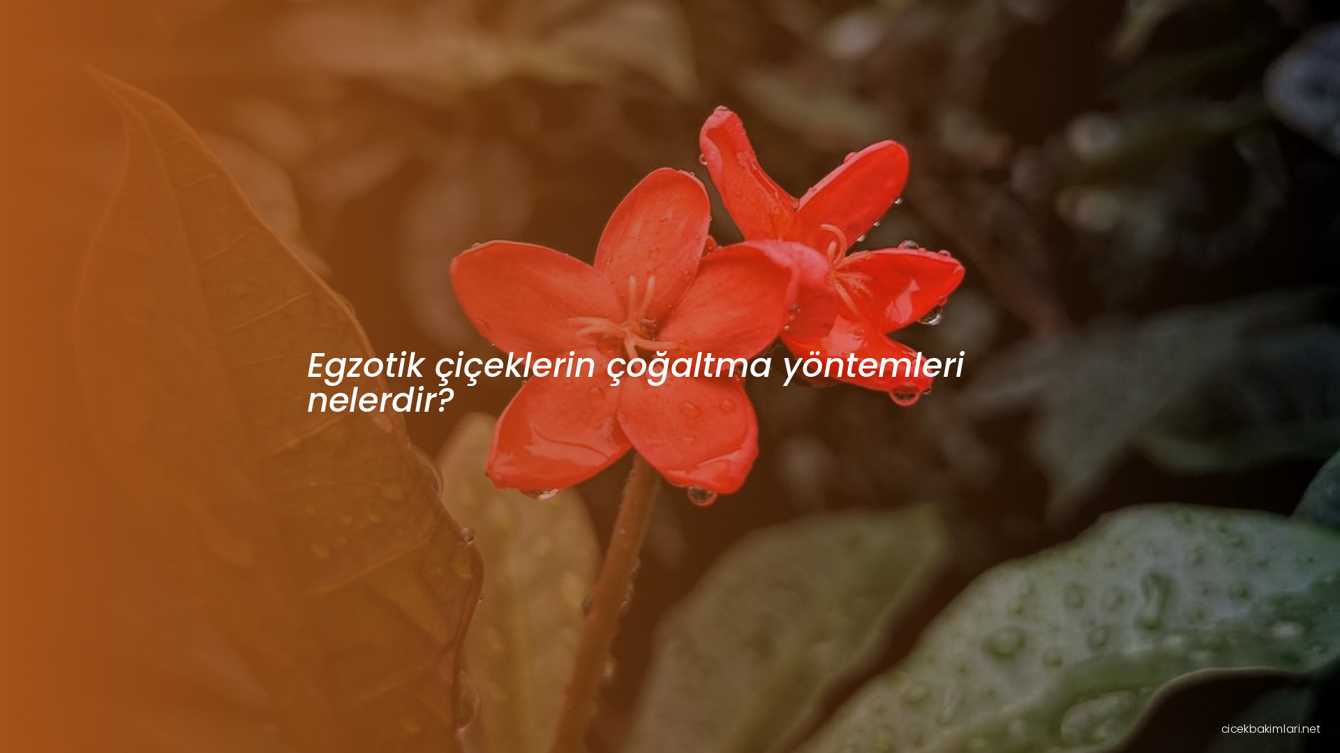 Egzotik çiçeklerin çoğaltma yöntemleri nelerdir?