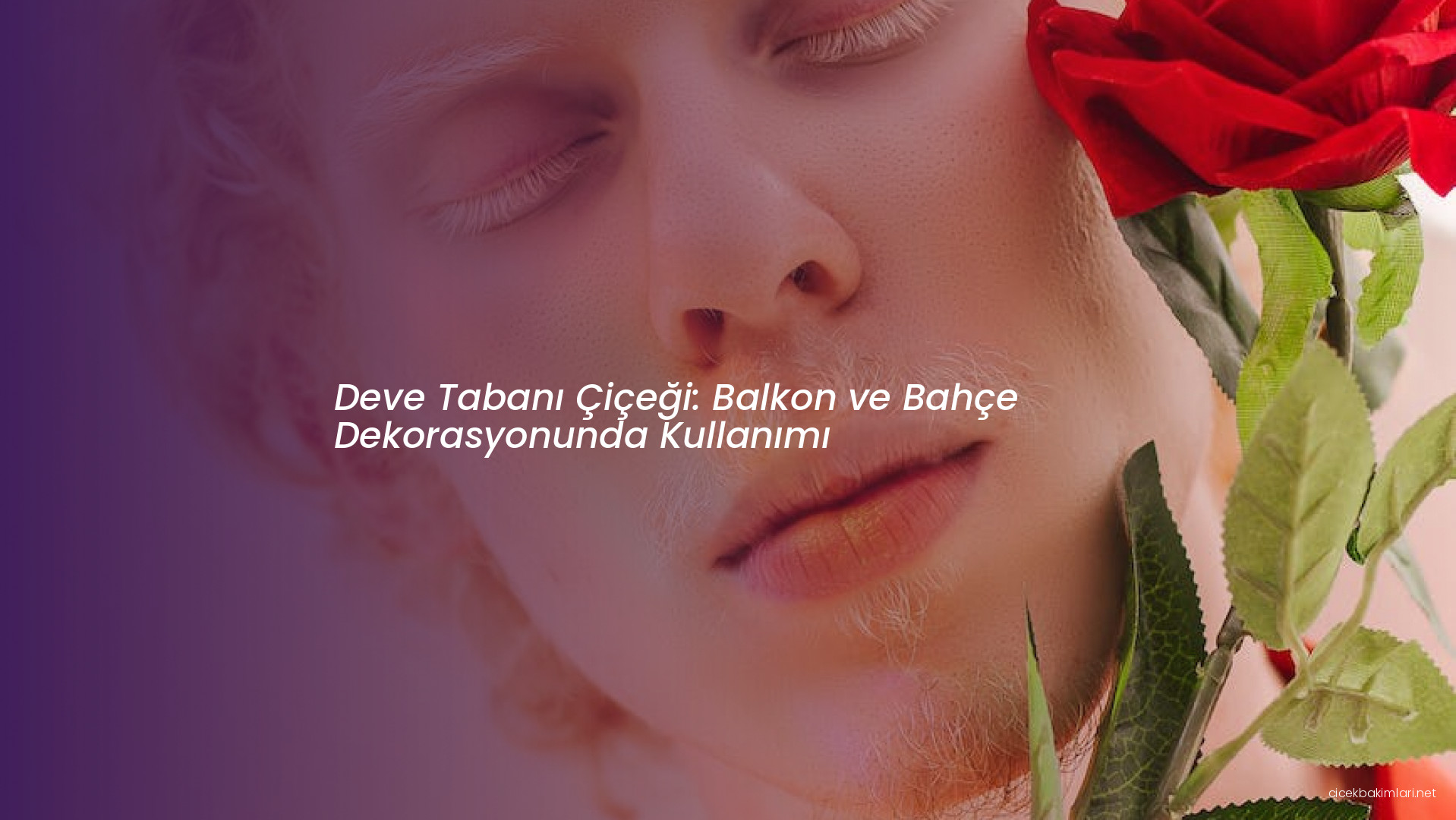 Deve Tabanı Çiçeği: Balkon ve Bahçe Dekorasyonunda Kullanımı