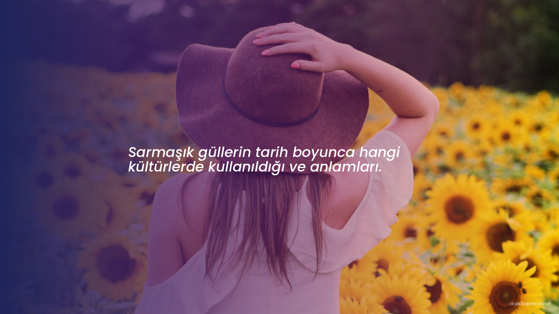 Sarmaşık güllerin tarih boyunca hangi kültürlerde kullanıldığı ve anlamları.