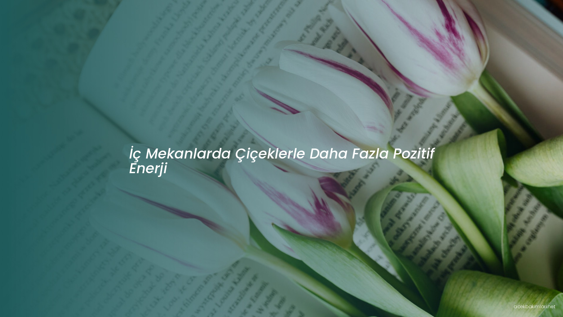 İç Mekanlarda Çiçeklerle Daha Fazla Pozitif Enerji