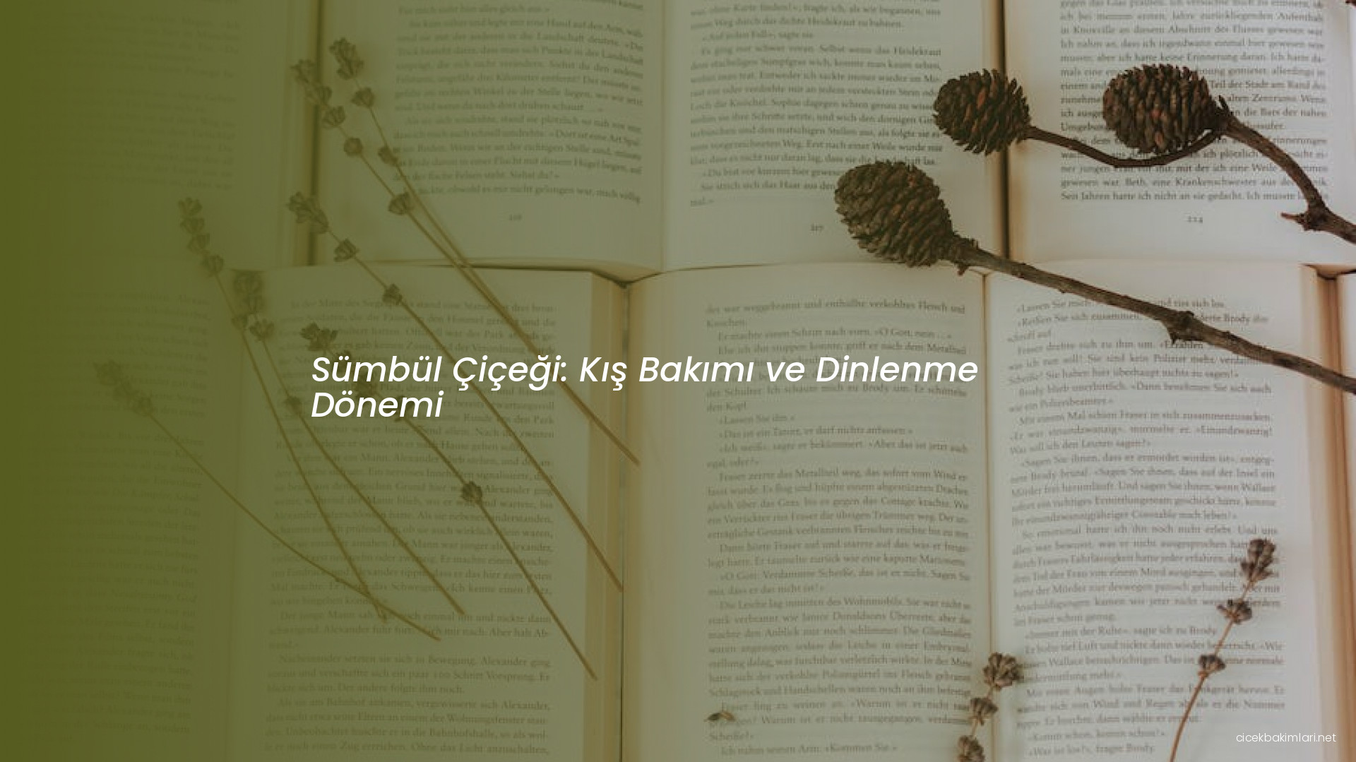 Sümbül Çiçeği: Kış Bakımı ve Dinlenme Dönemi