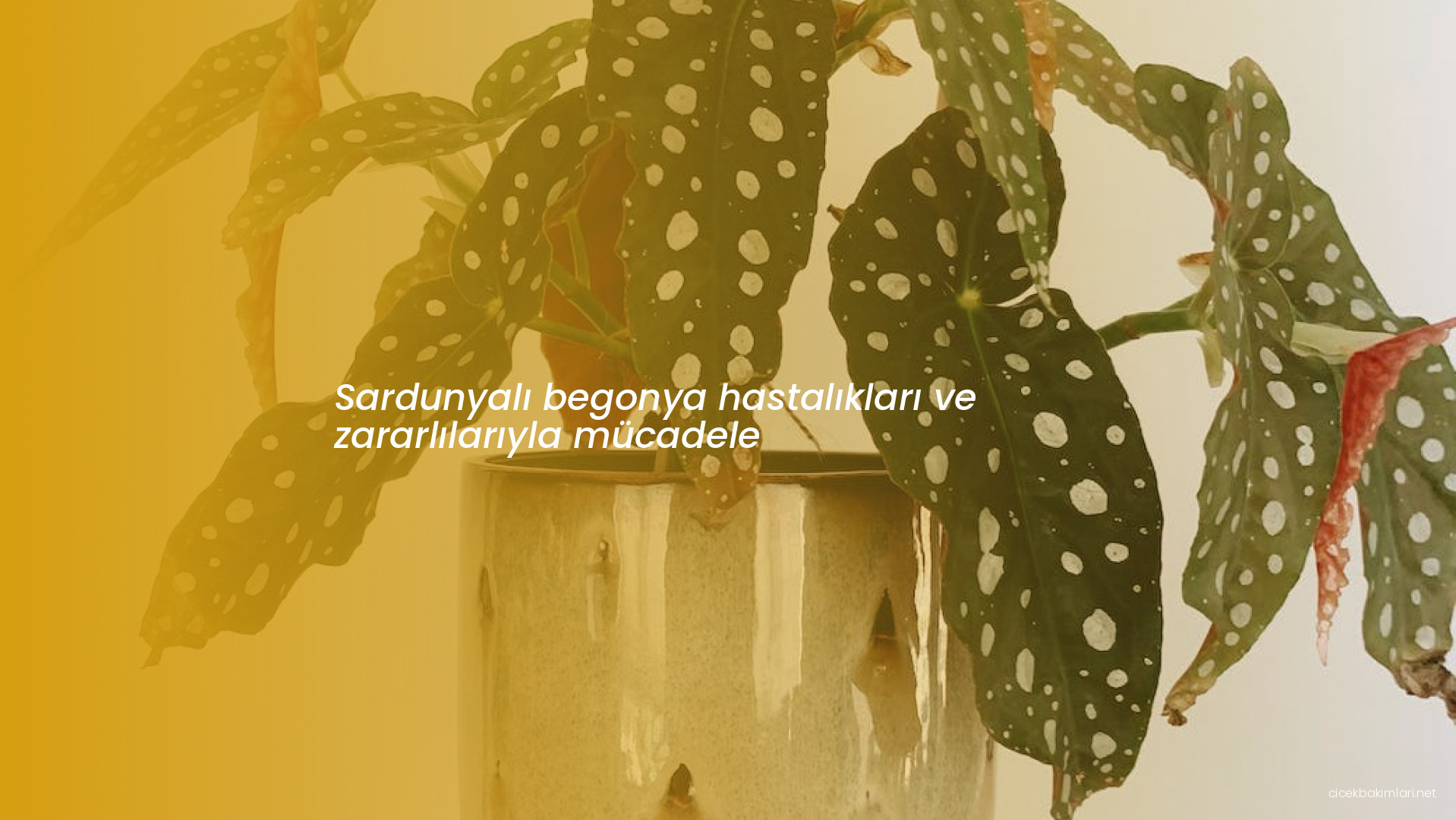 Sardunyalı begonya hastalıkları ve zararlılarıyla mücadele
