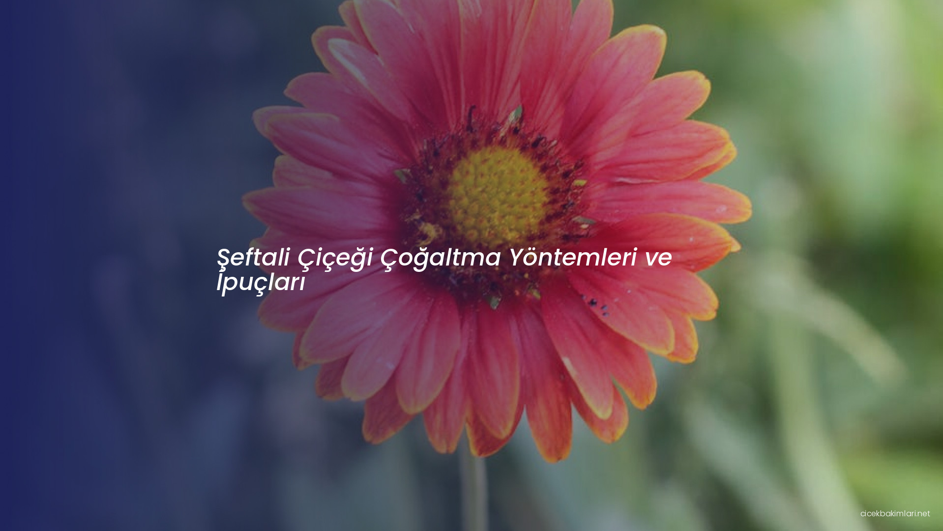Şeftali Çiçeği Çoğaltma Yöntemleri ve İpuçları