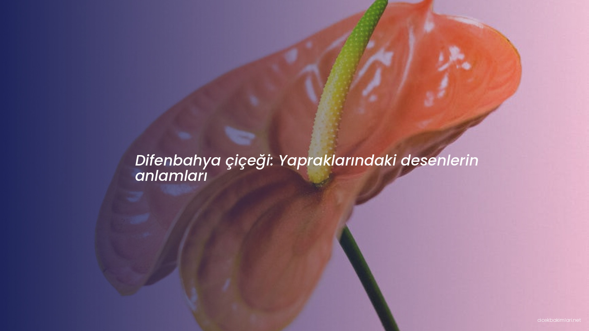 Difenbahya çiçeği: Yapraklarındaki desenlerin anlamları