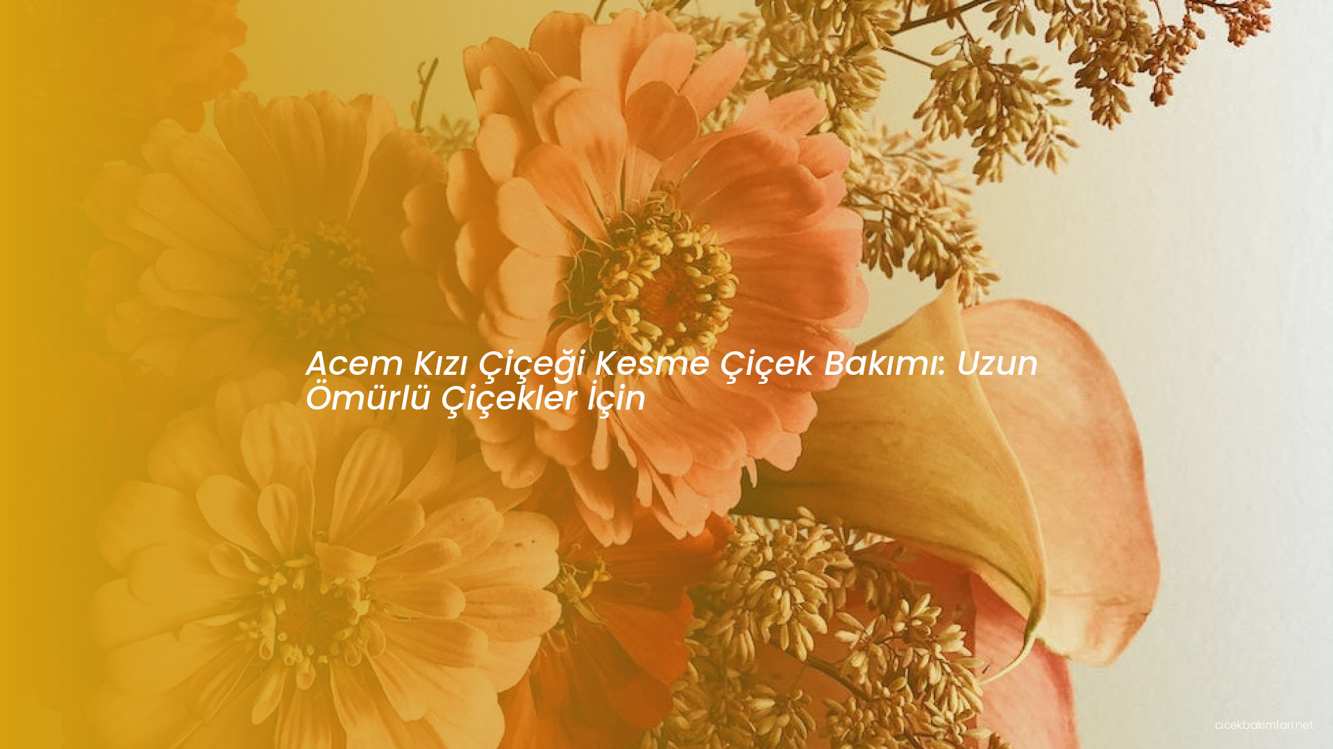 Acem Kızı Çiçeği Kesme Çiçek Bakımı: Uzun Ömürlü Çiçekler İçin