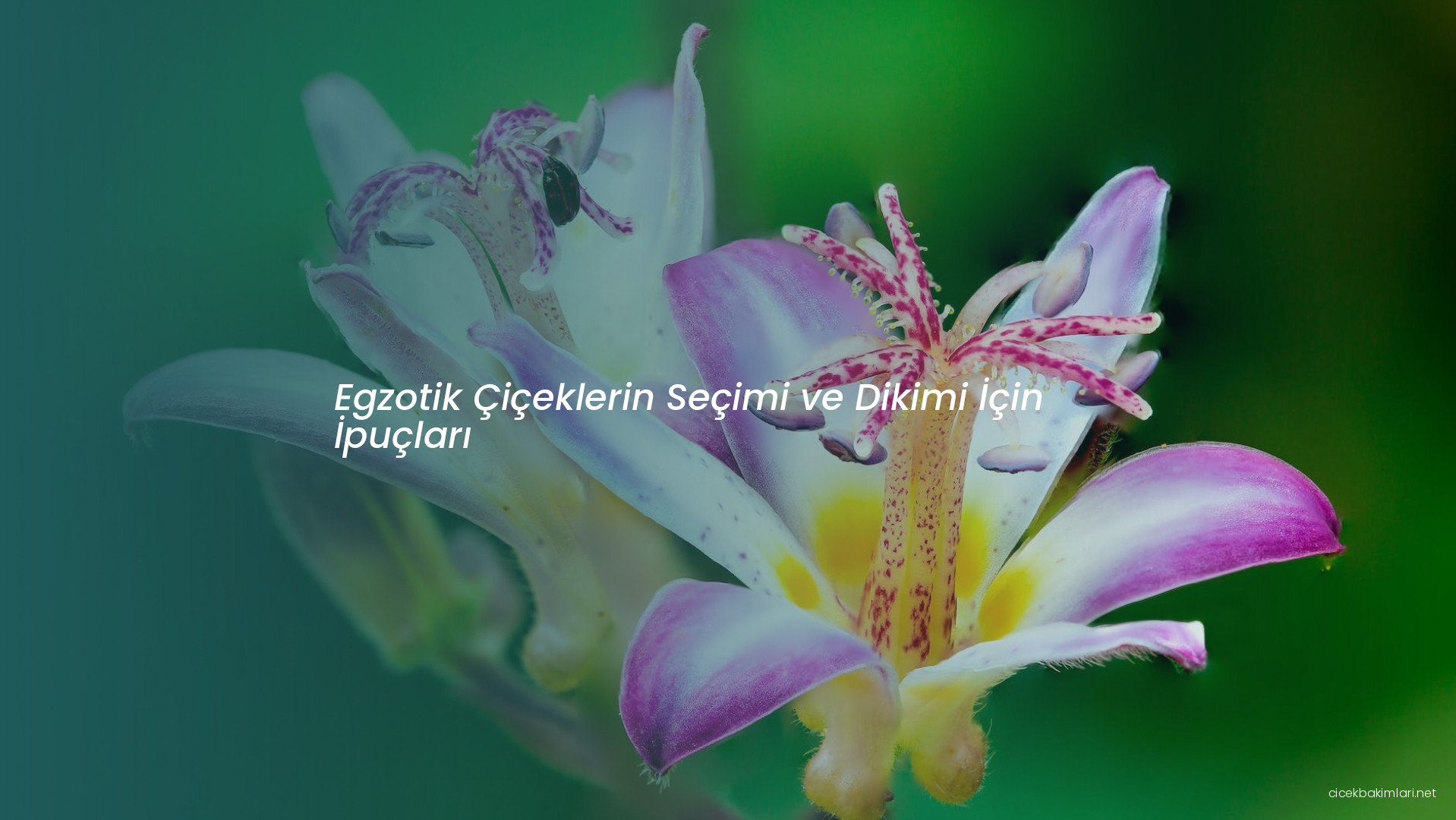 Egzotik Çiçeklerin Seçimi ve Dikimi İçin İpuçları