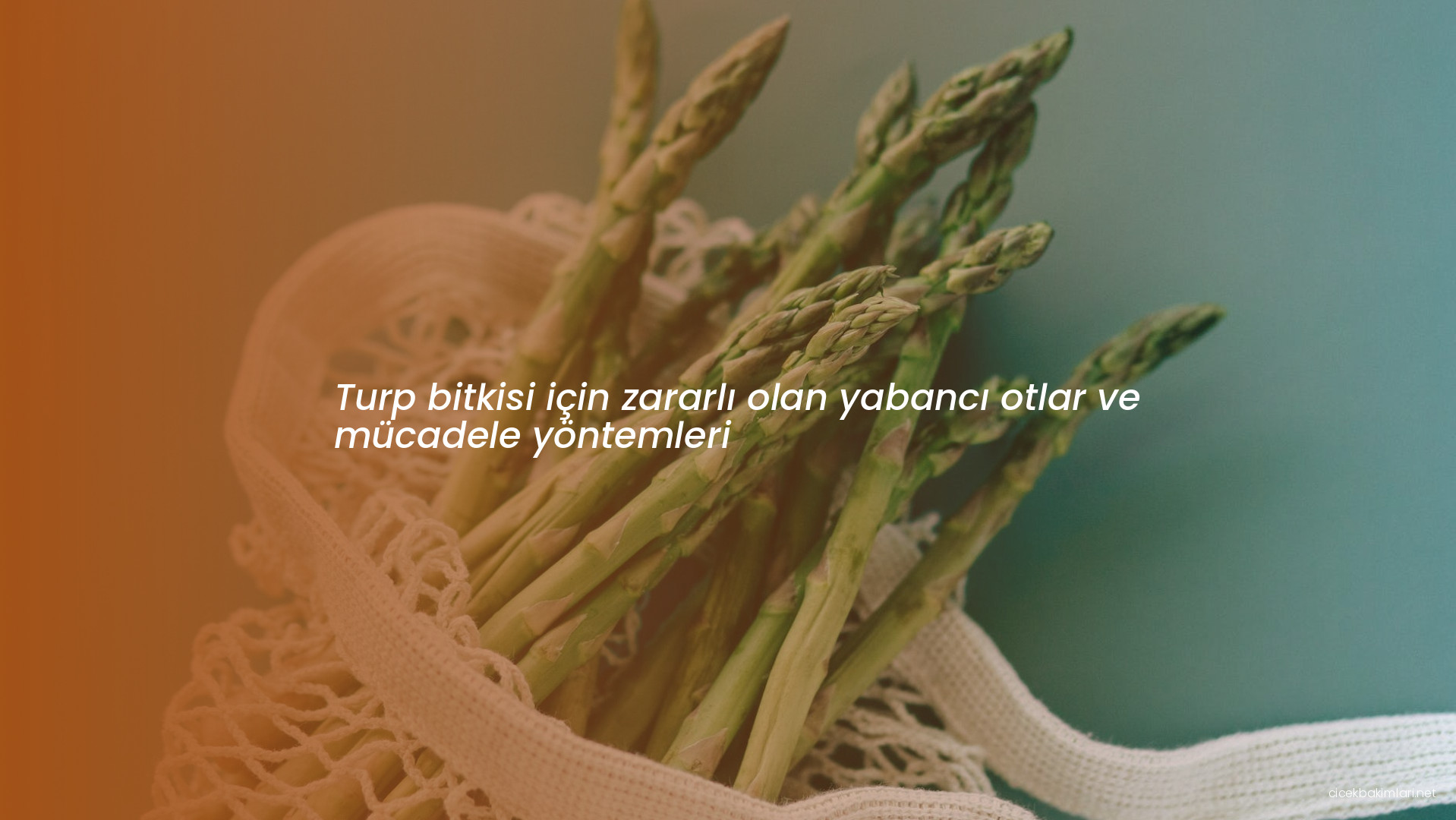 Turp bitkisi için zararlı olan yabancı otlar ve mücadele yöntemleri