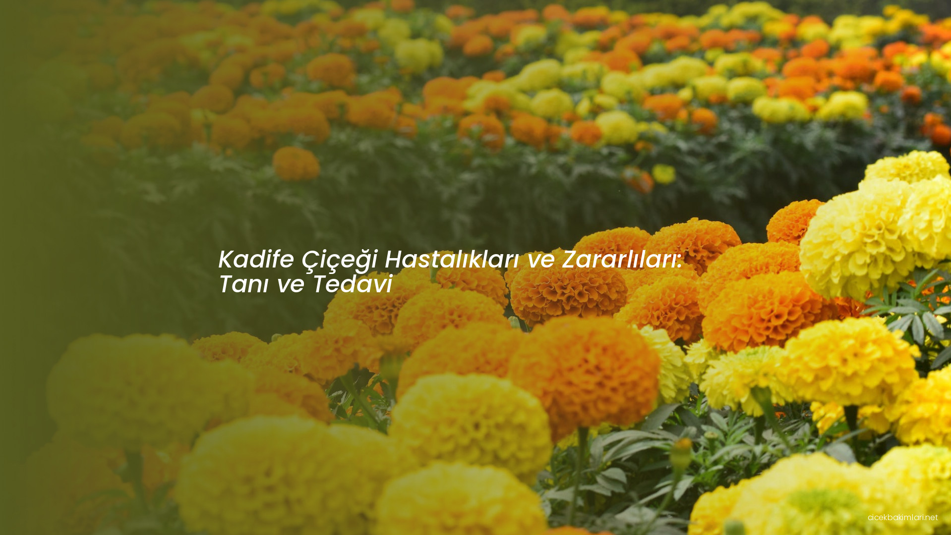 Kadife Çiçeği Hastalıkları ve Zararlıları: Tanı ve Tedavi