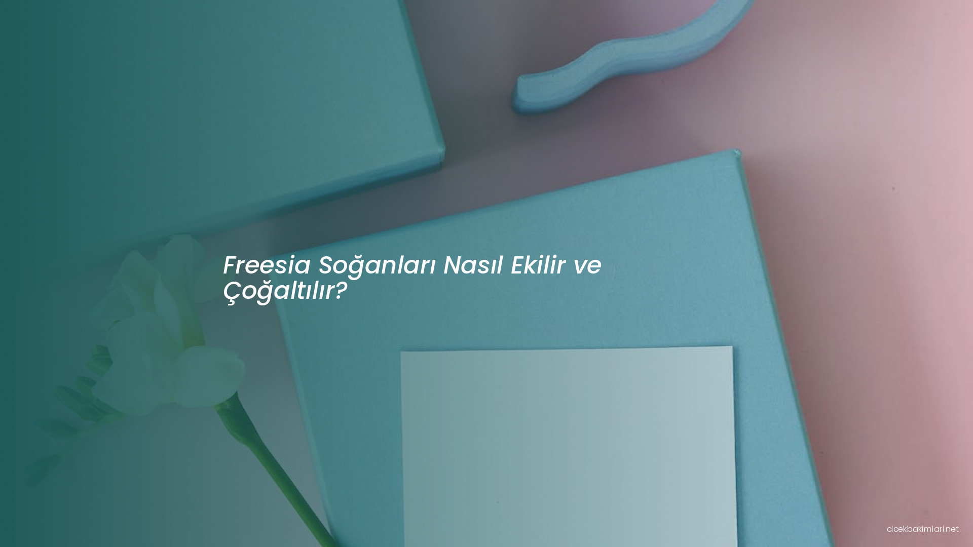 Freesia Soğanları Nasıl Ekilir ve Çoğaltılır?