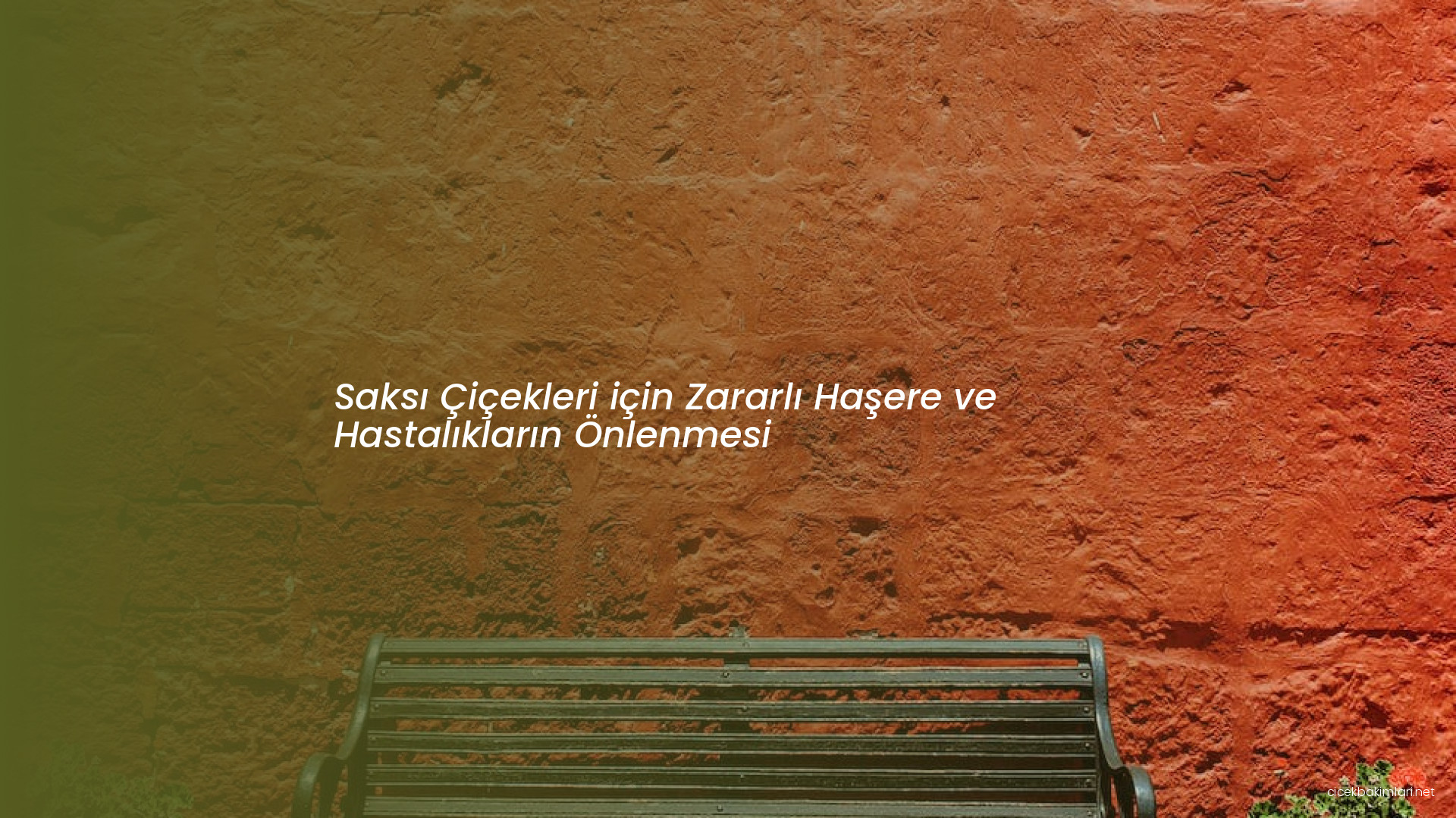 Saksı Çiçekleri için Zararlı Haşere ve Hastalıkların Önlenmesi