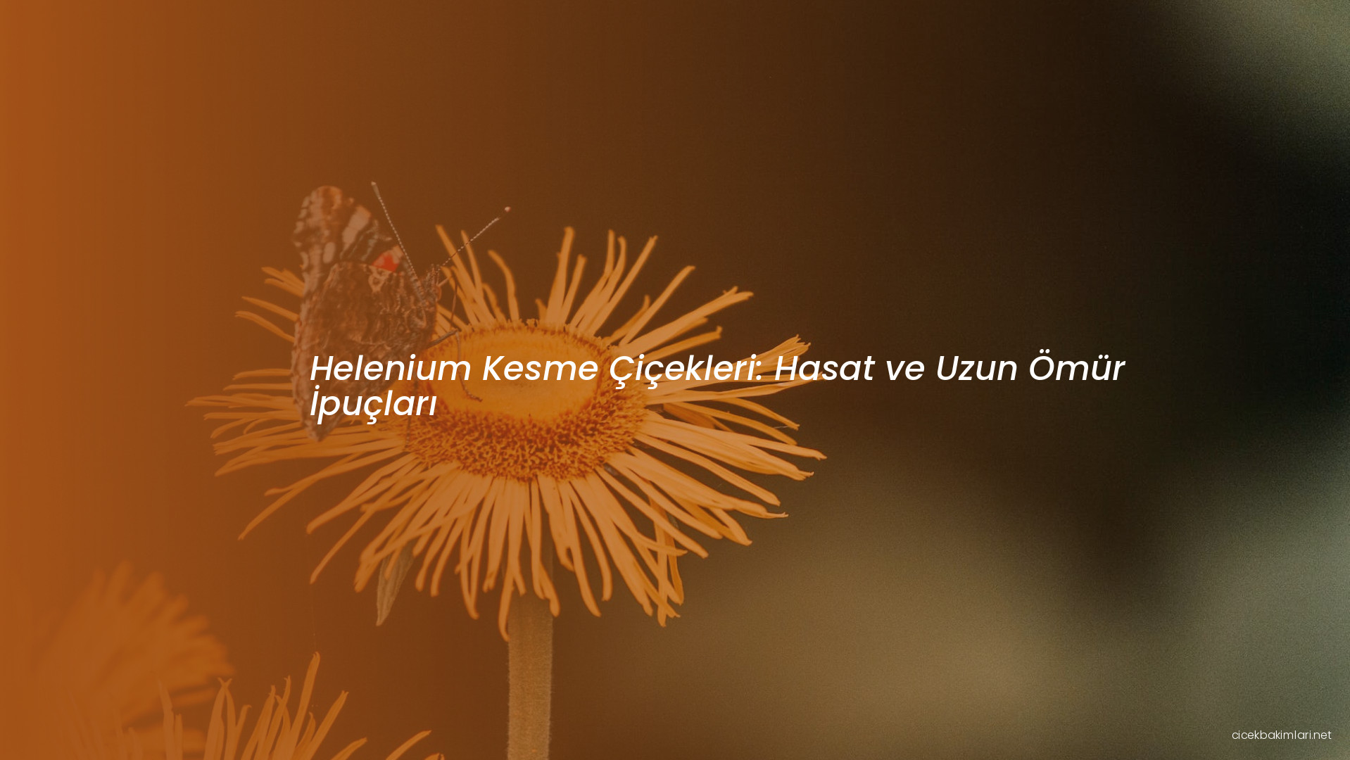 Helenium Kesme Çiçekleri: Hasat ve Uzun Ömür İpuçları