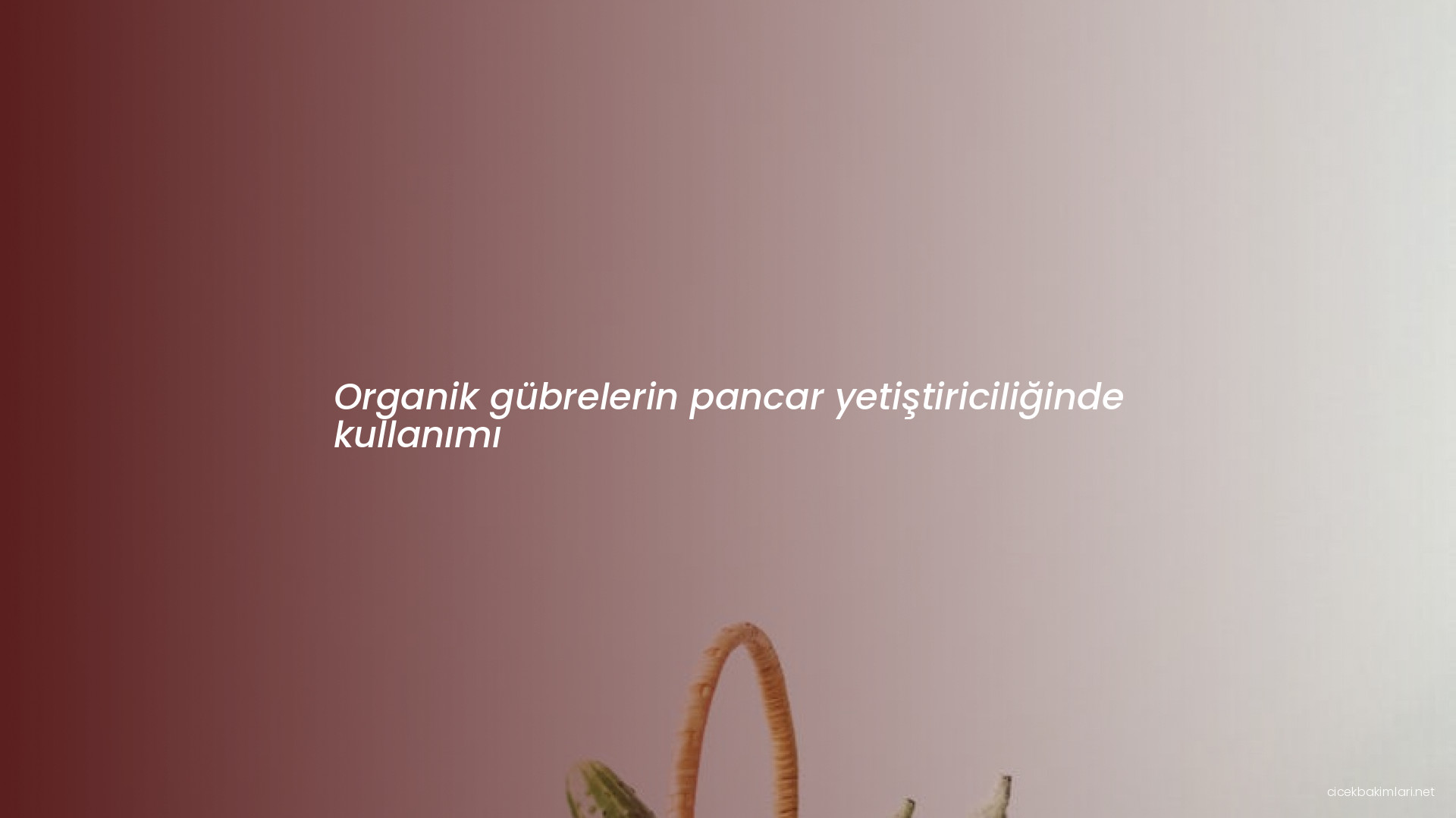 Organik gübrelerin pancar yetiştiriciliğinde kullanımı