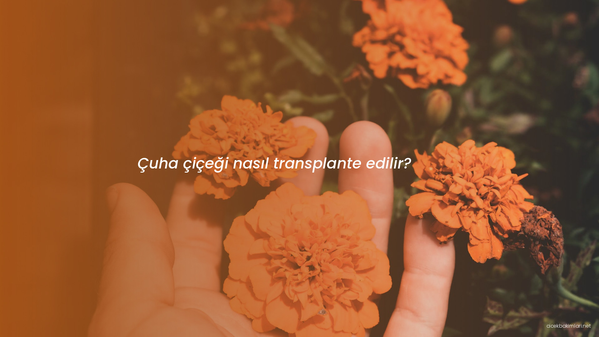Çuha çiçeği nasıl transplante edilir?