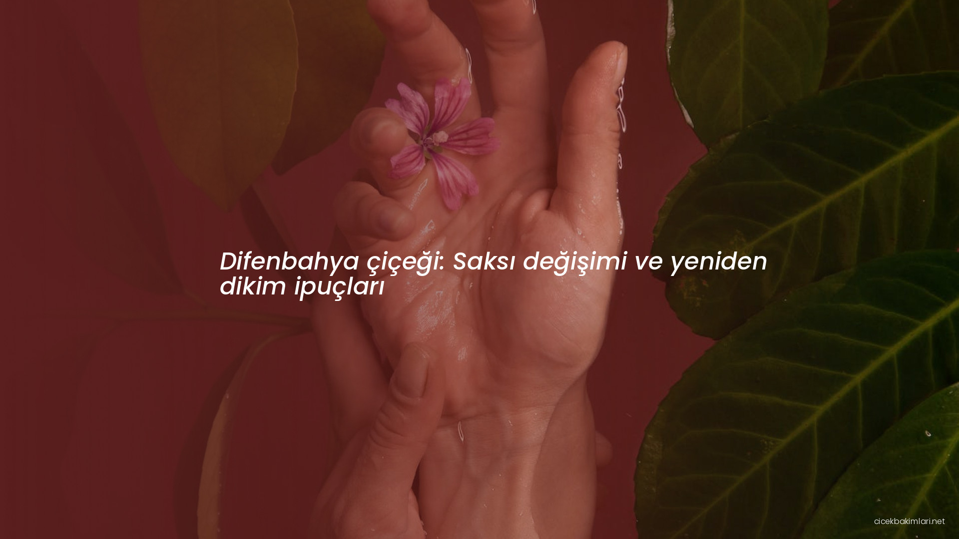 Difenbahya çiçeği: Saksı değişimi ve yeniden dikim ipuçları