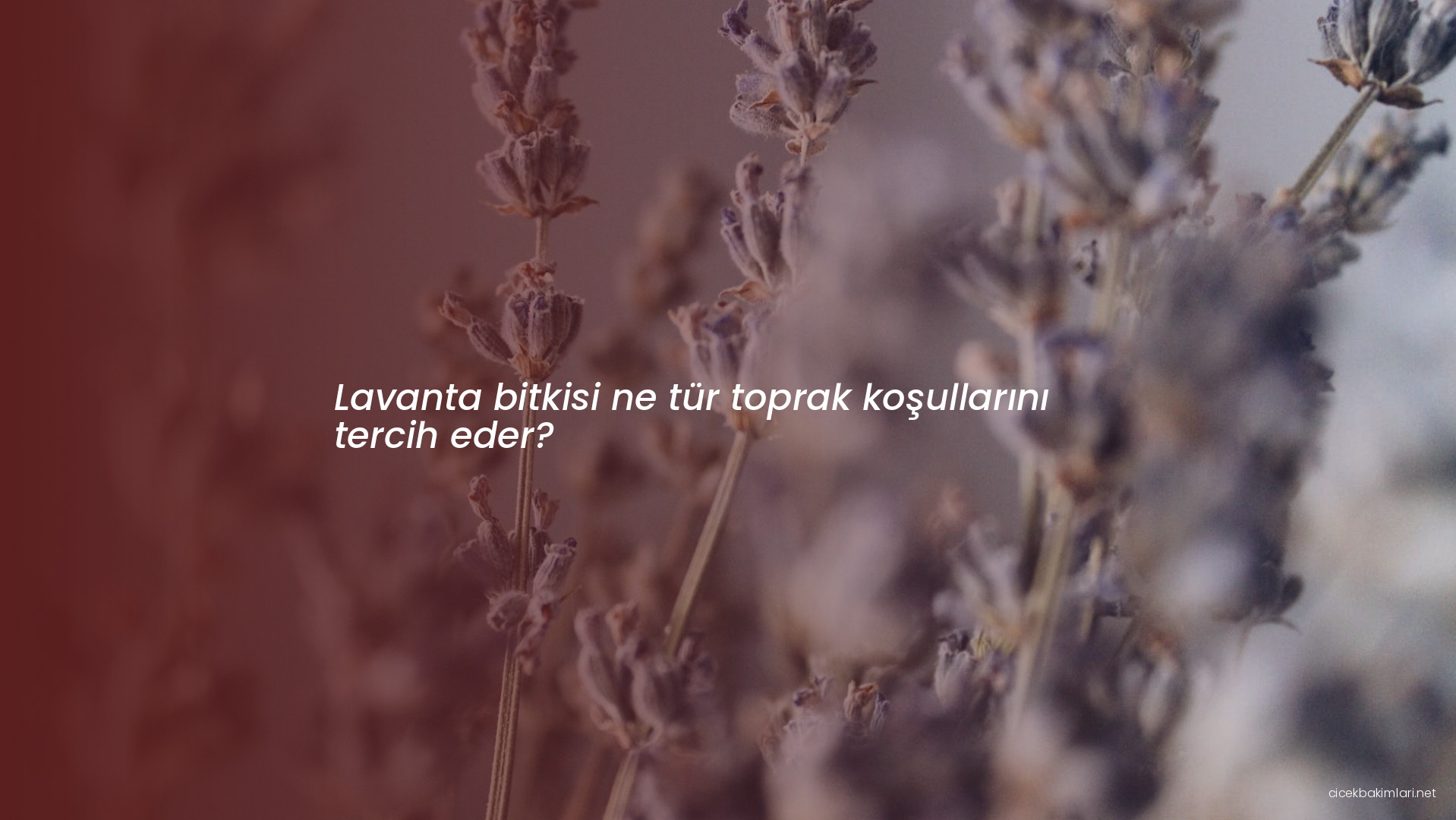 Lavanta bitkisi ne tür toprak koşullarını tercih eder?