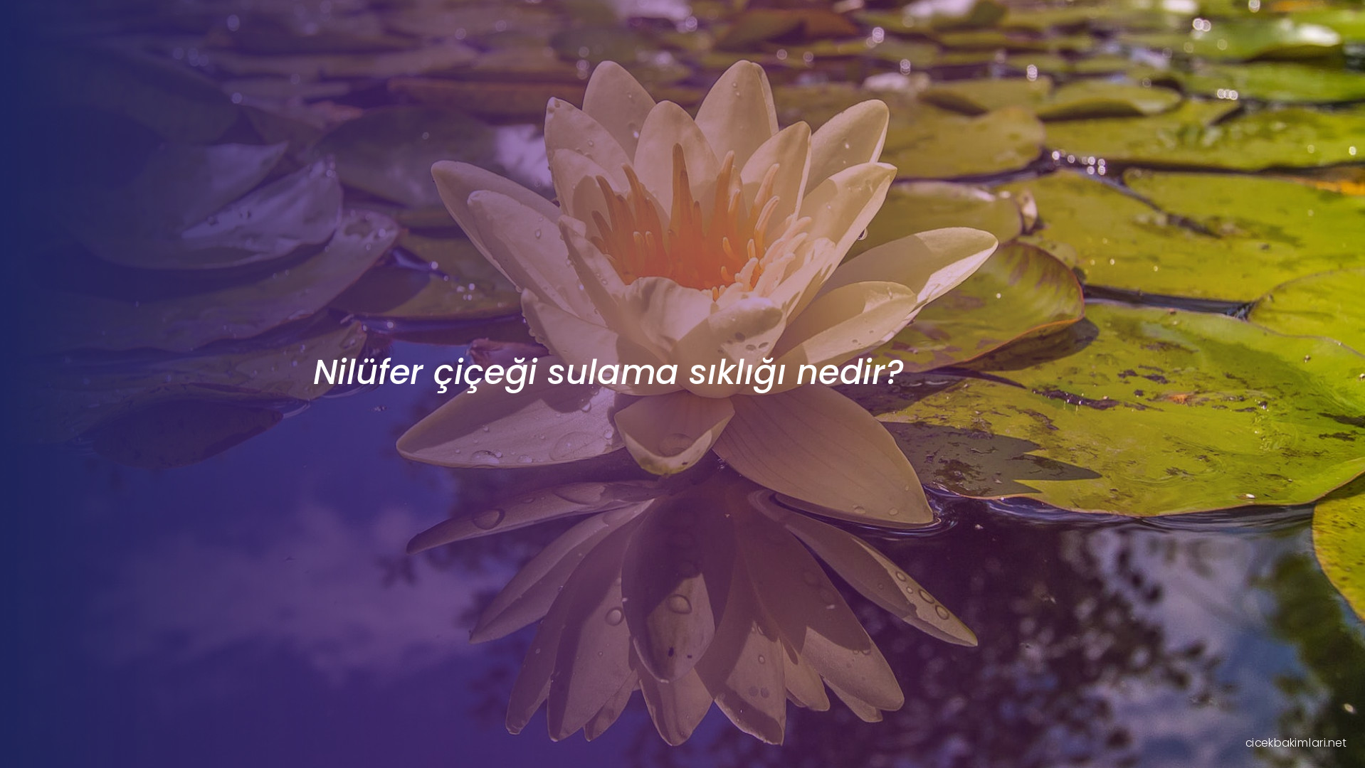 Nilüfer çiçeği sulama sıklığı nedir?