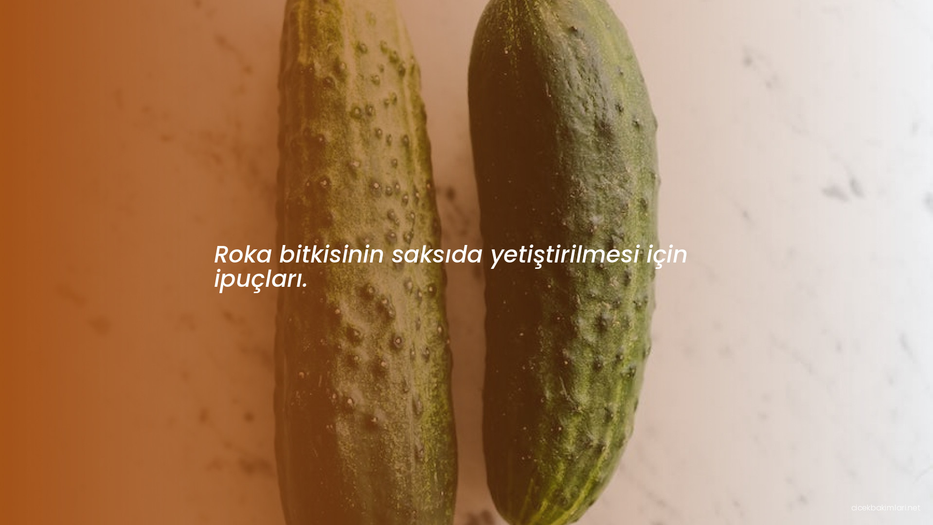Roka bitkisinin saksıda yetiştirilmesi için ipuçları.