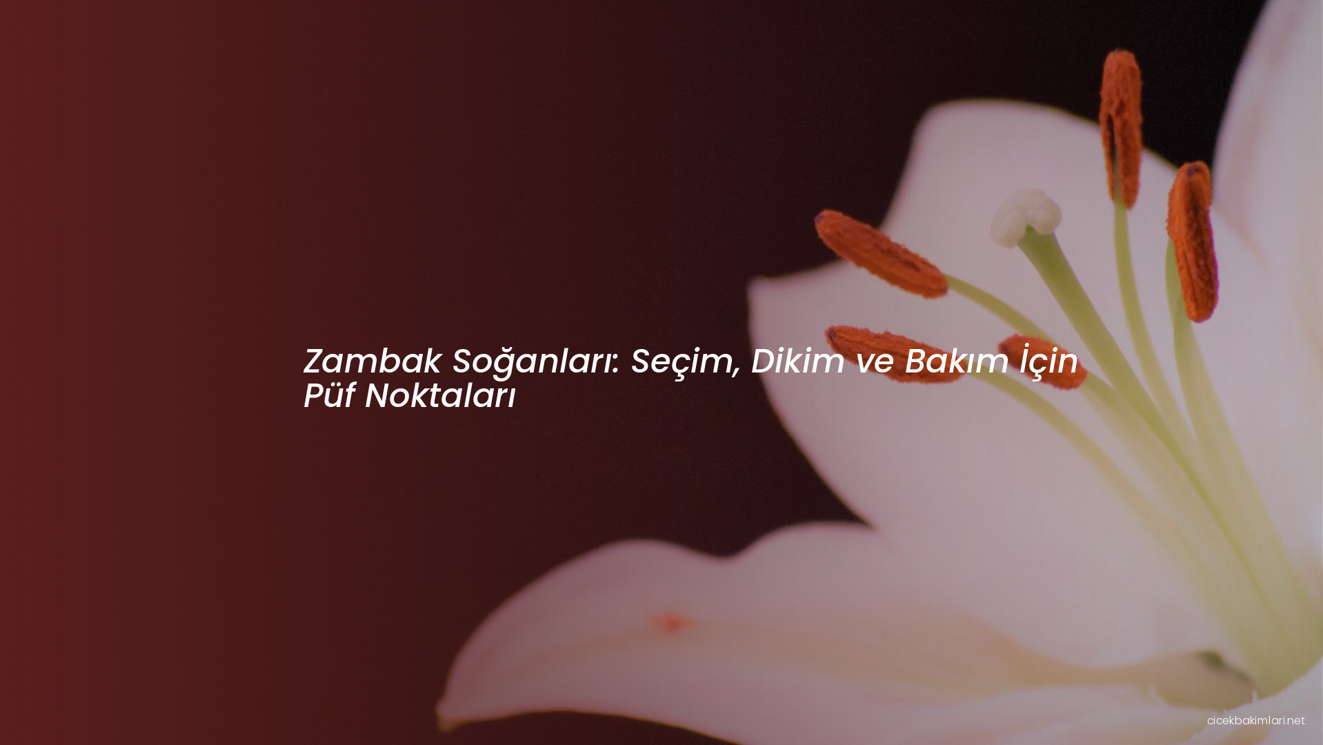 Zambak Soğanları: Seçim, Dikim ve Bakım İçin Püf Noktaları