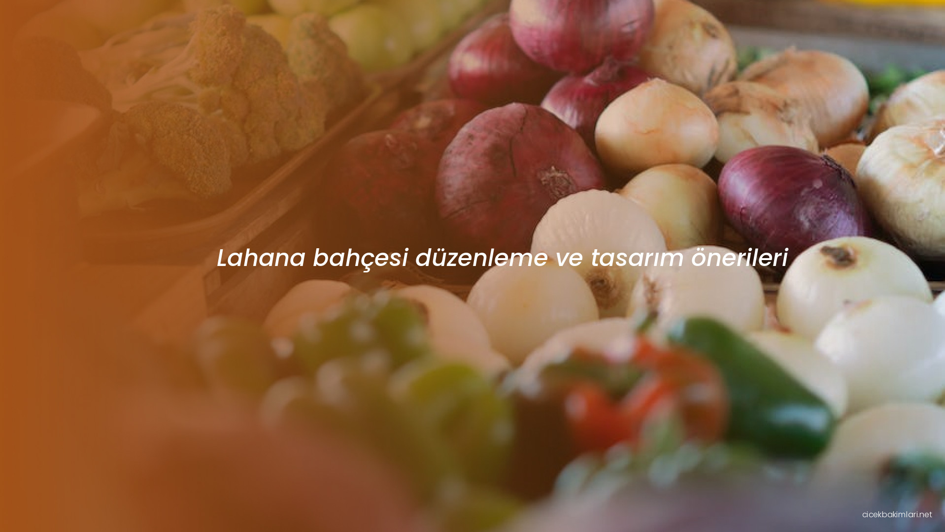 Lahana bahçesi düzenleme ve tasarım önerileri