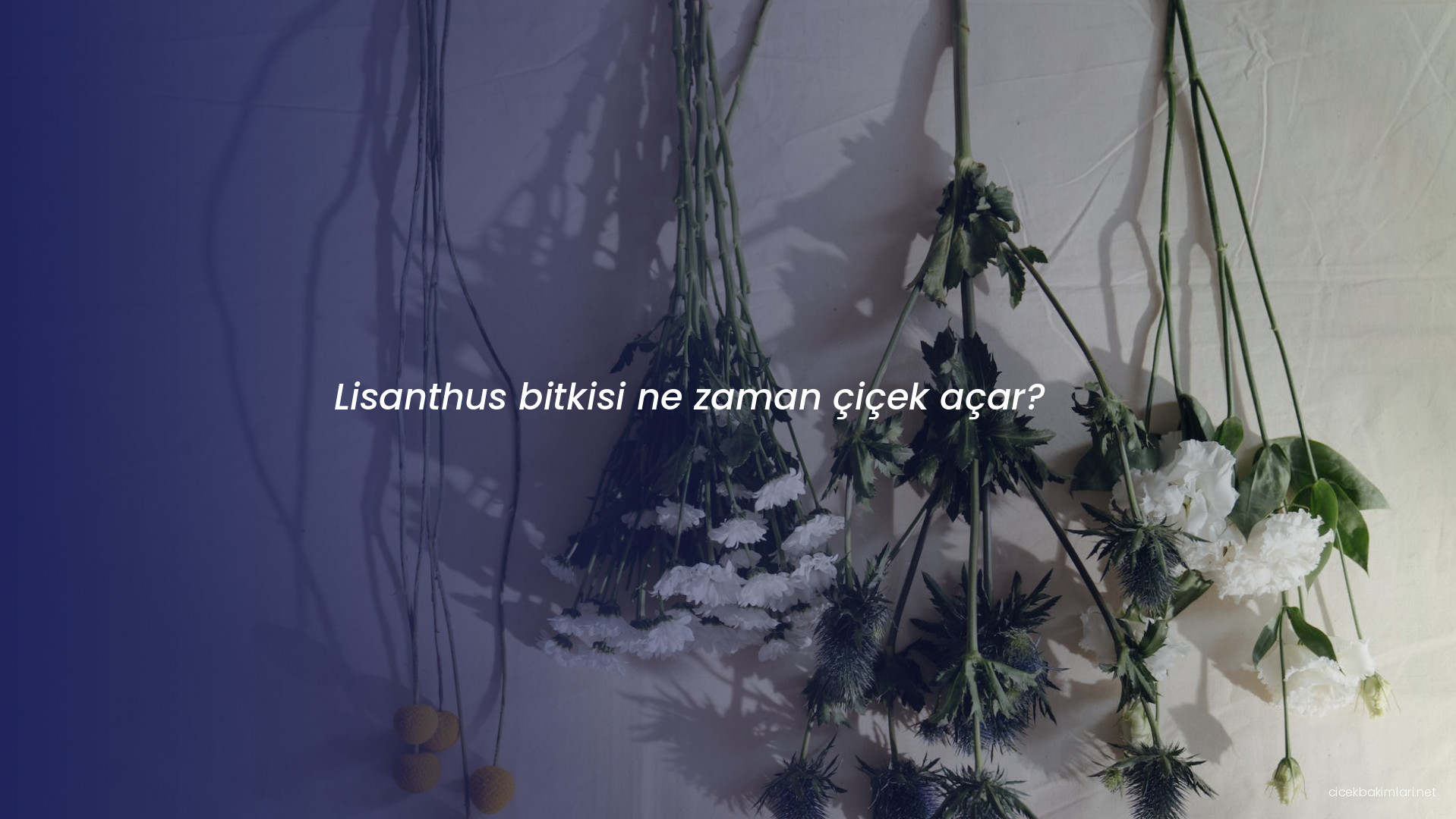 Lisanthus bitkisi ne zaman çiçek açar?