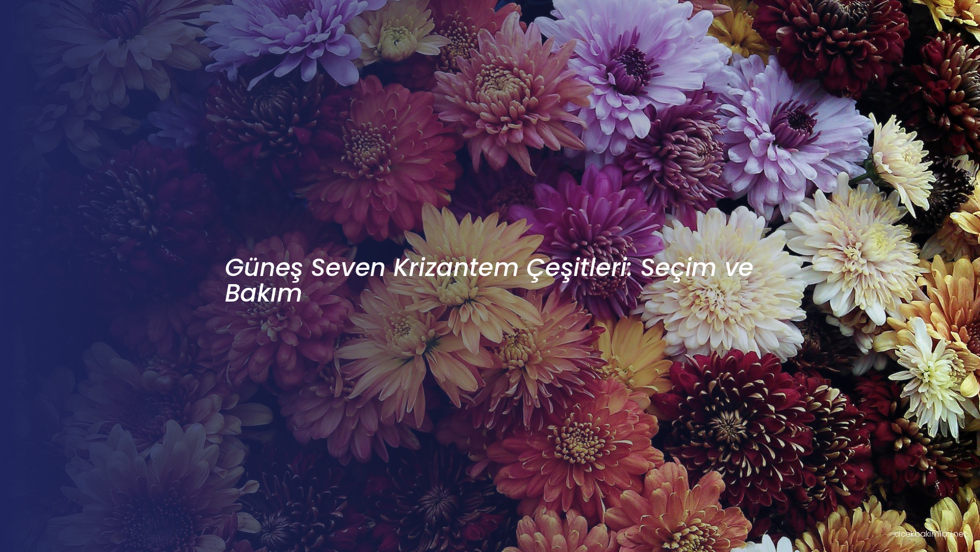 Güneş Seven Krizantem Çeşitleri: Seçim ve Bakım