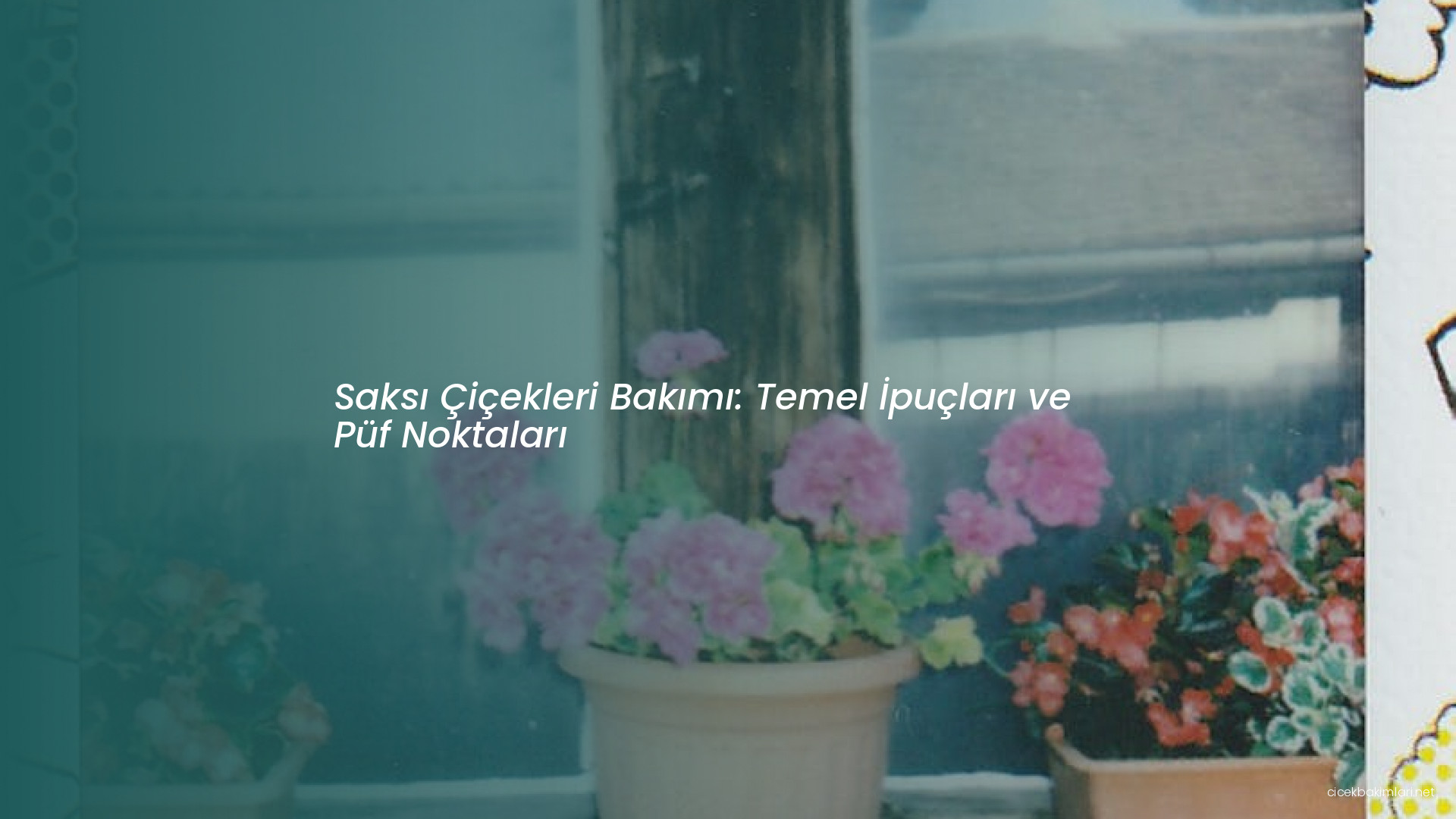 Saksı Çiçekleri Bakımı: Temel İpuçları ve Püf Noktaları