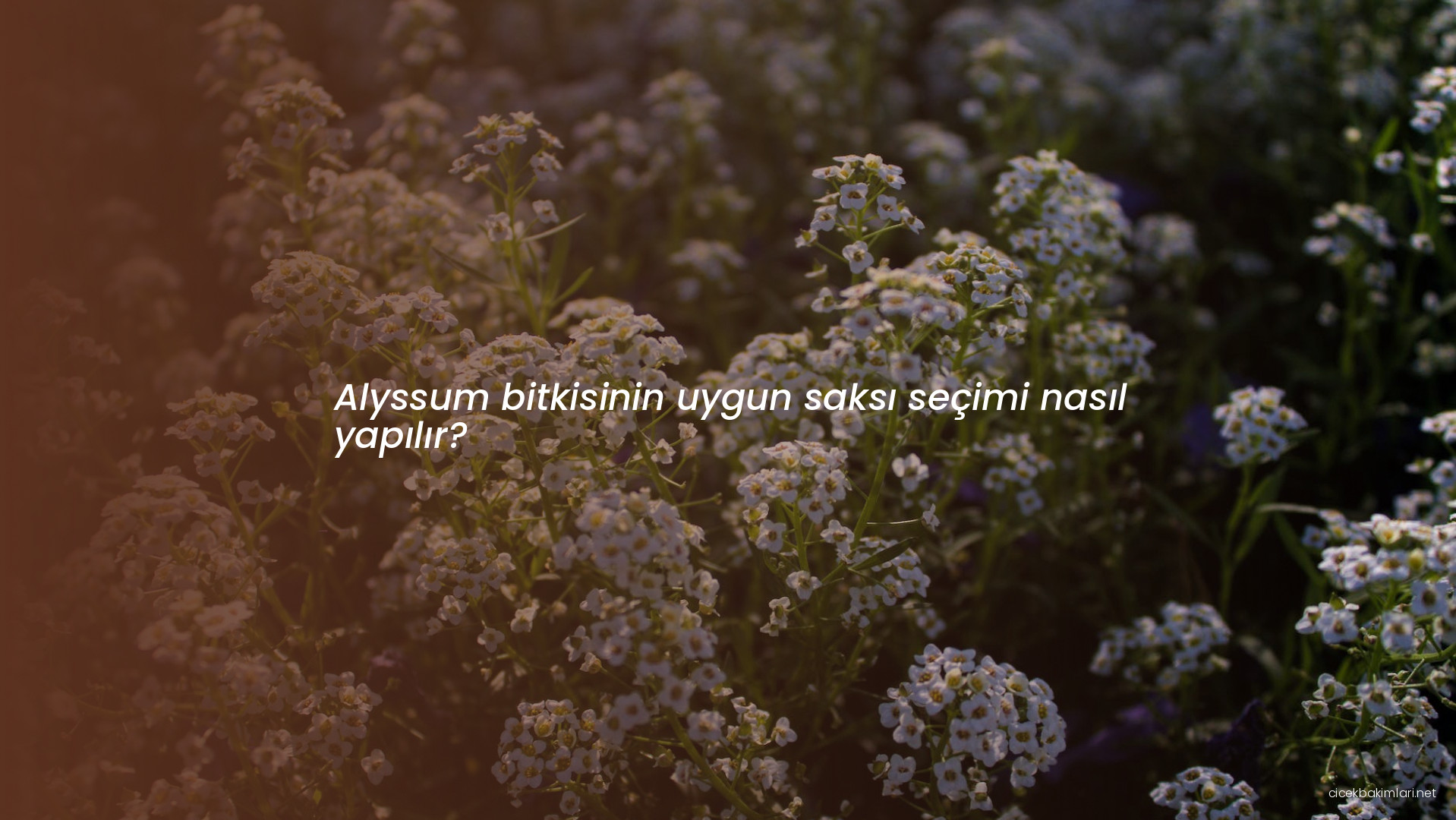 Alyssum bitkisinin uygun saksı seçimi nasıl yapılır?
