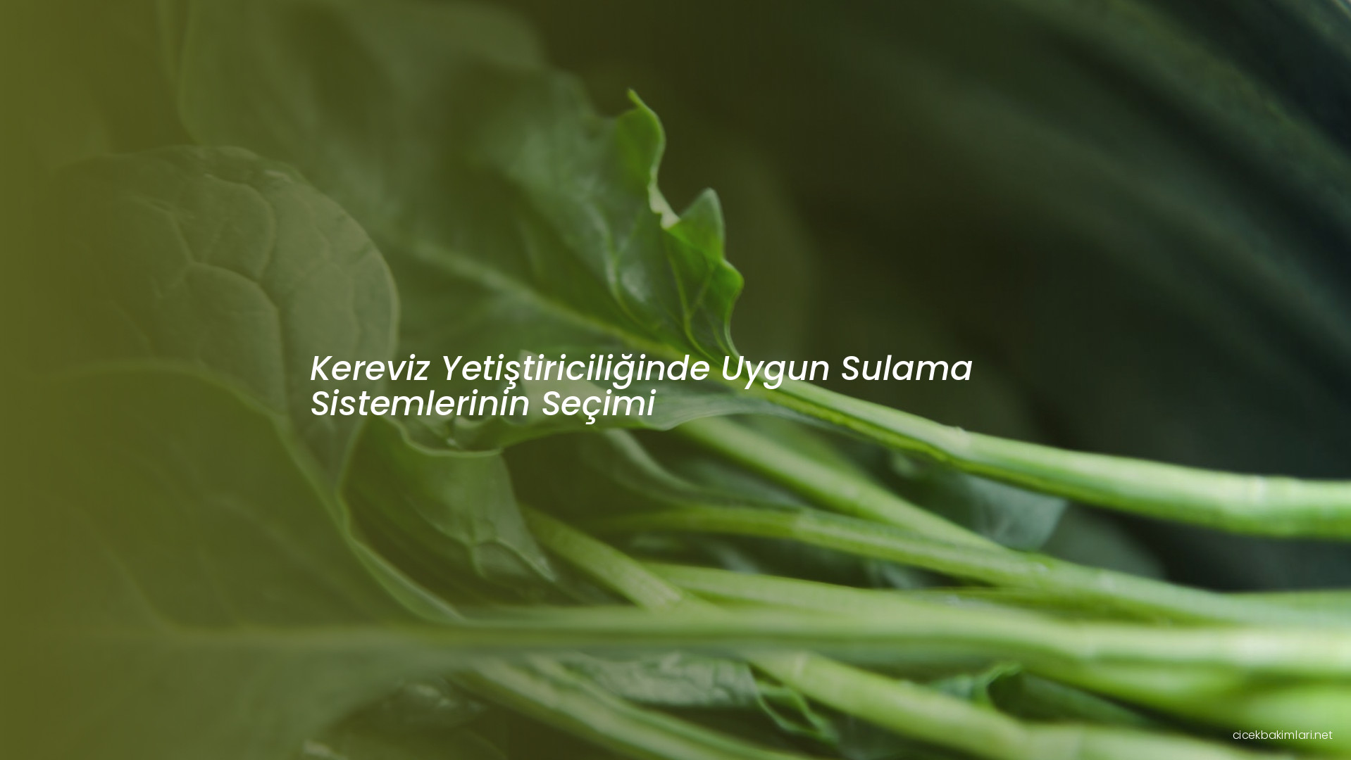 Kereviz Yetiştiriciliğinde Uygun Sulama Sistemlerinin Seçimi