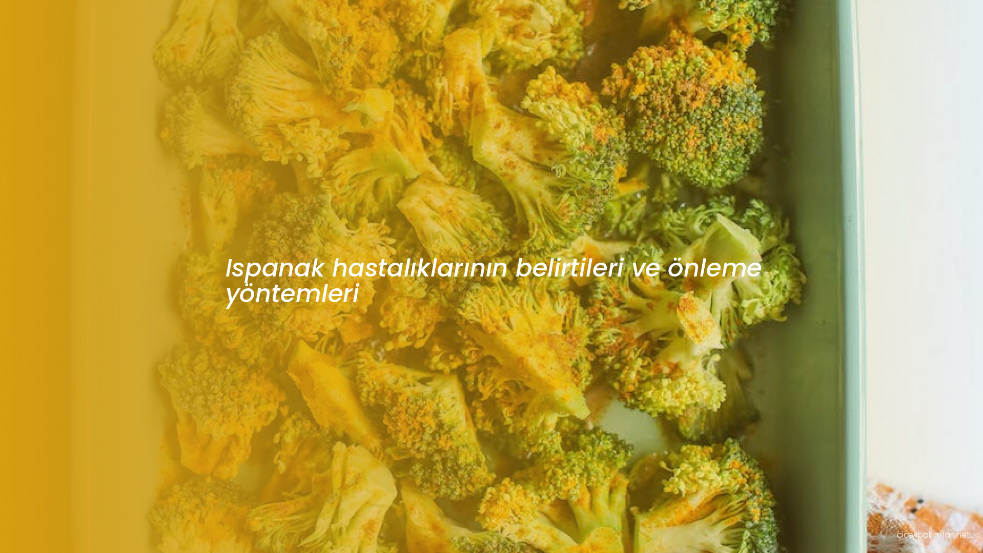 Ispanak hastalıklarının belirtileri ve önleme yöntemleri