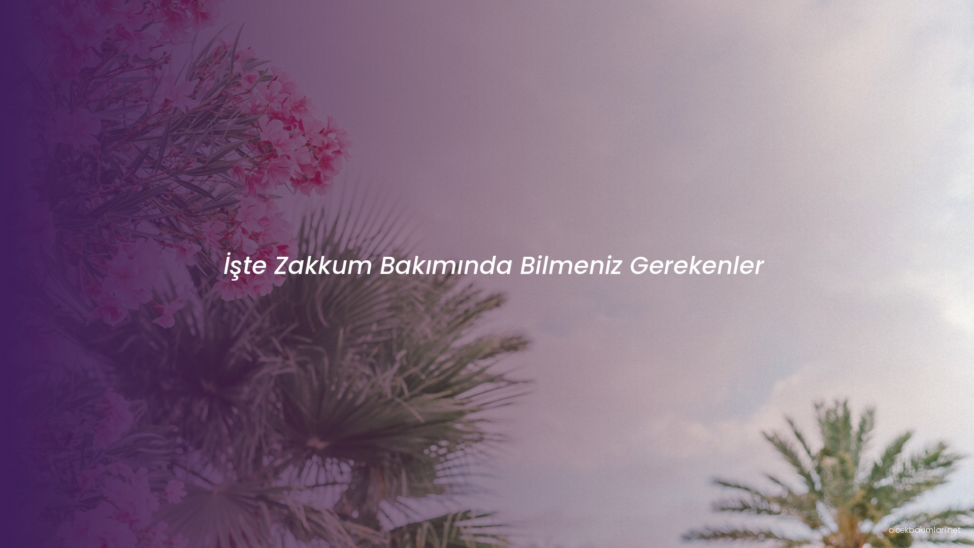 İşte Zakkum Bakımında Bilmeniz Gerekenler