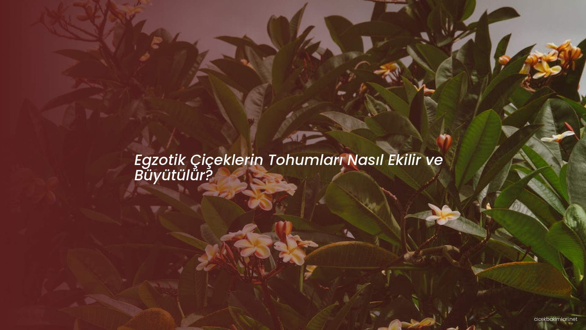 Egzotik Çiçeklerin Tohumları Nasıl Ekilir ve Büyütülür?