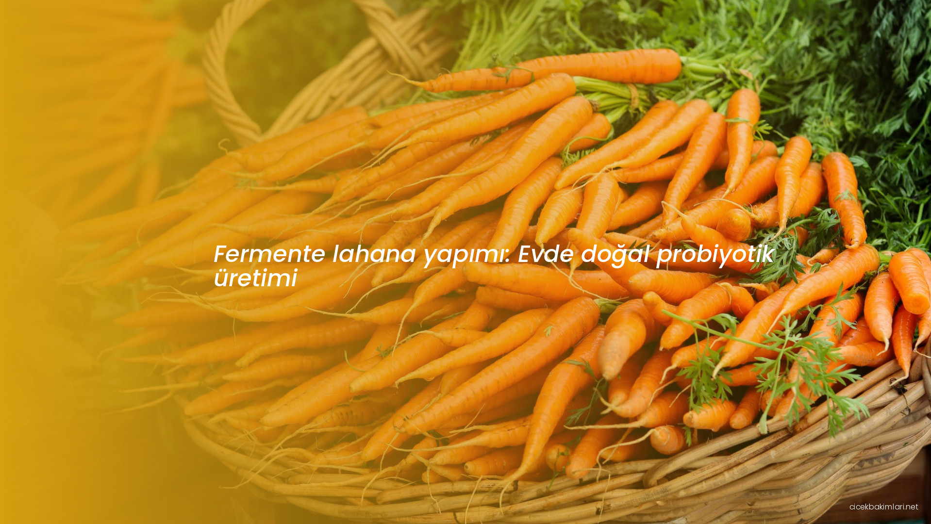 Fermente lahana yapımı: Evde doğal probiyotik üretimi