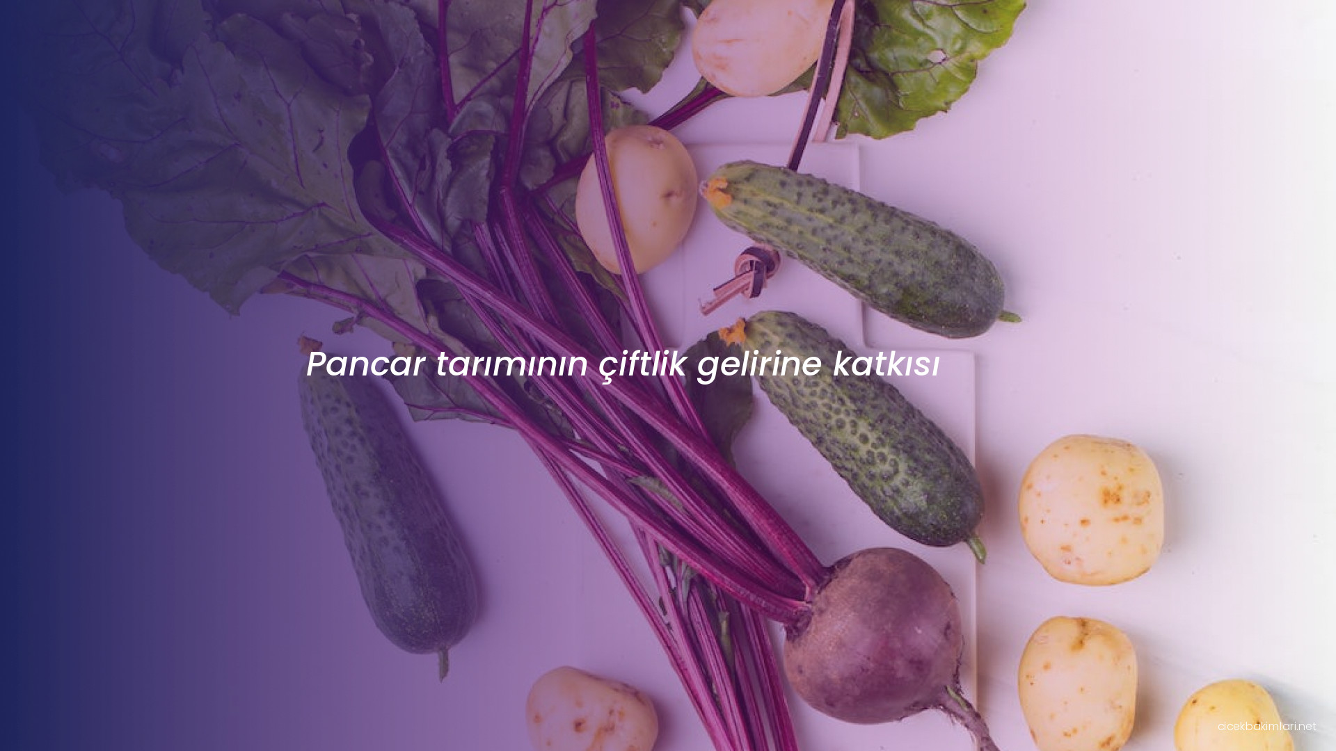 Pancar tarımının çiftlik gelirine katkısı