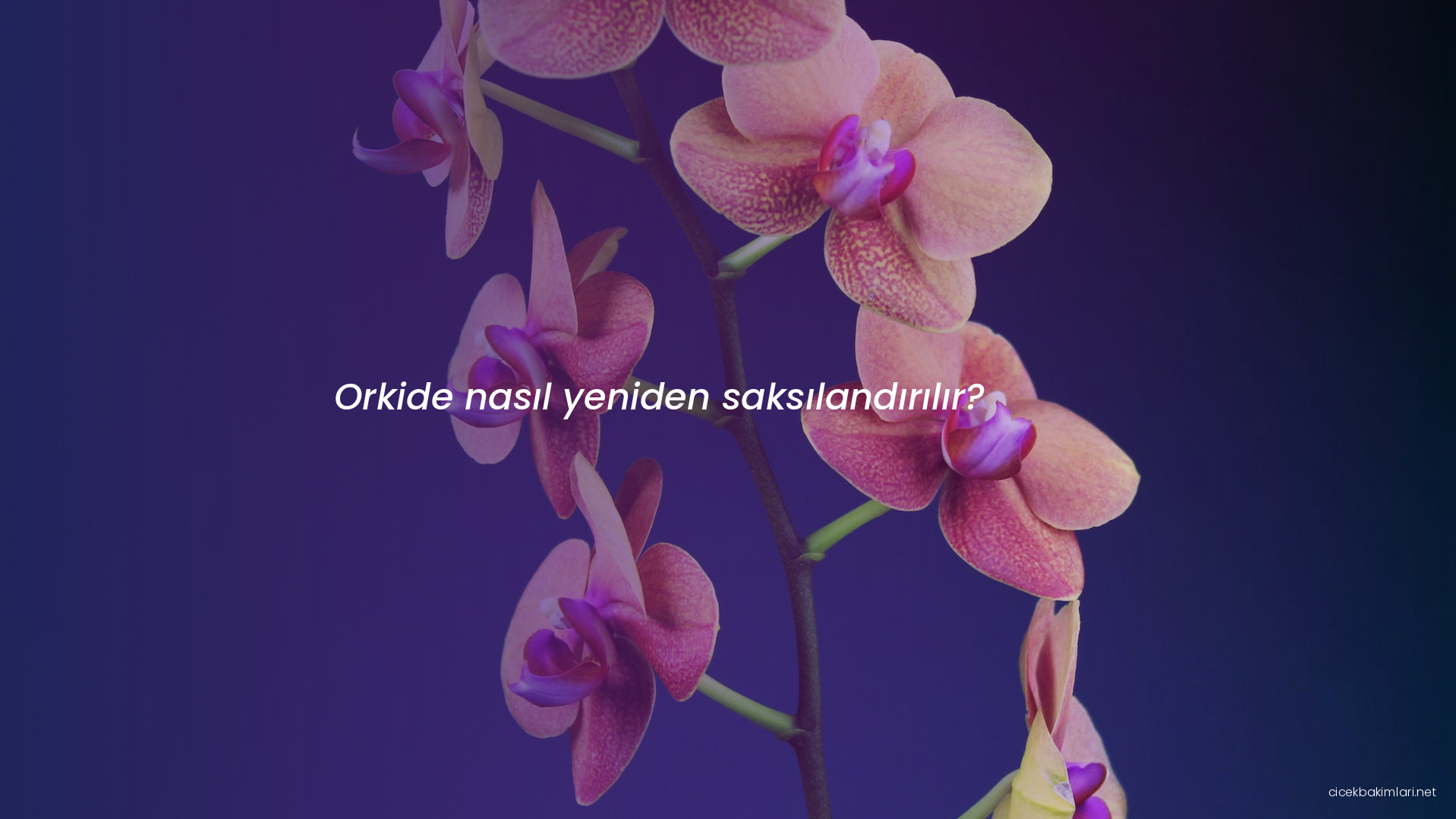 Orkide nasıl yeniden saksılandırılır?