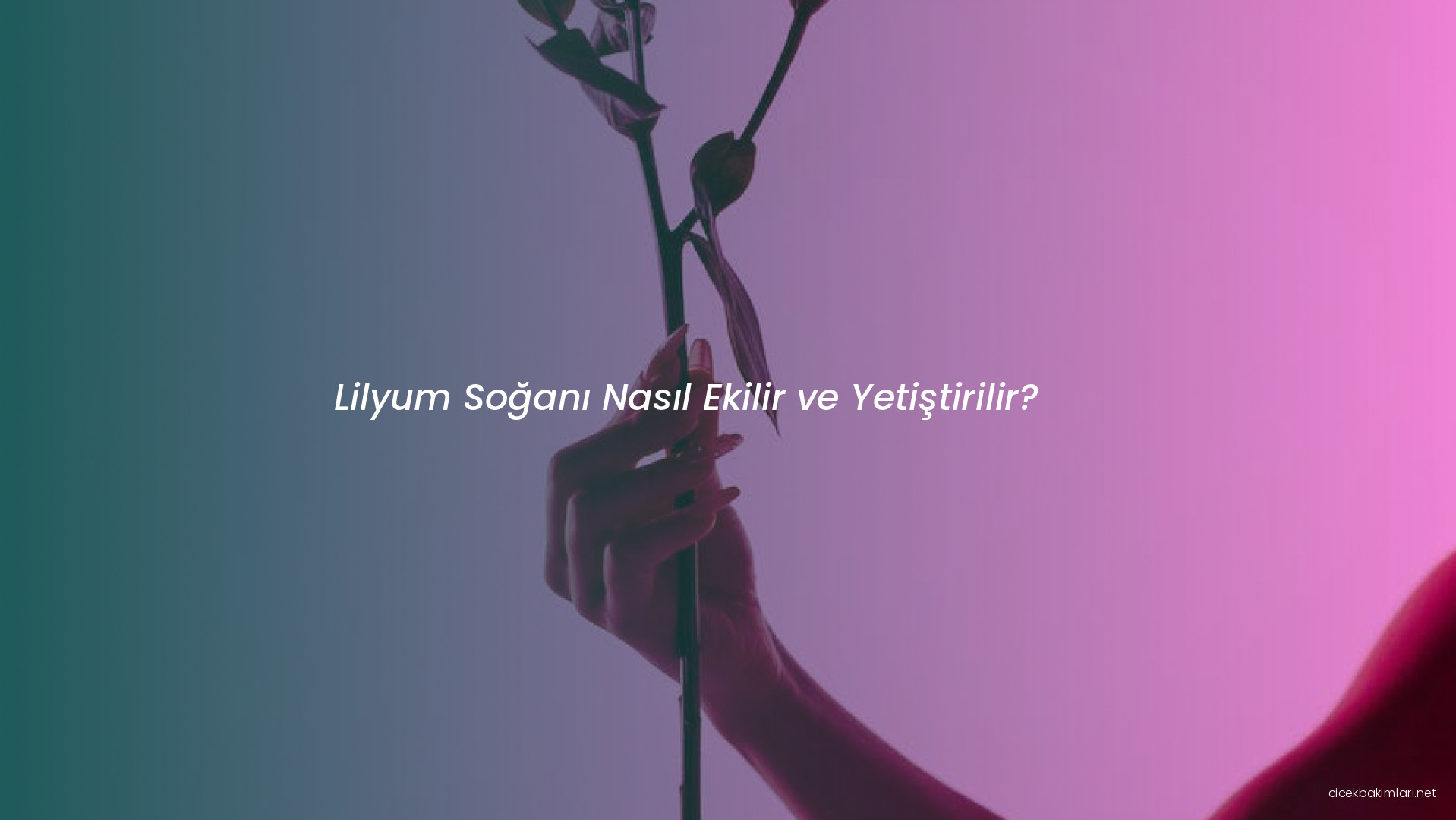 Lilyum Soğanı Nasıl Ekilir ve Yetiştirilir?