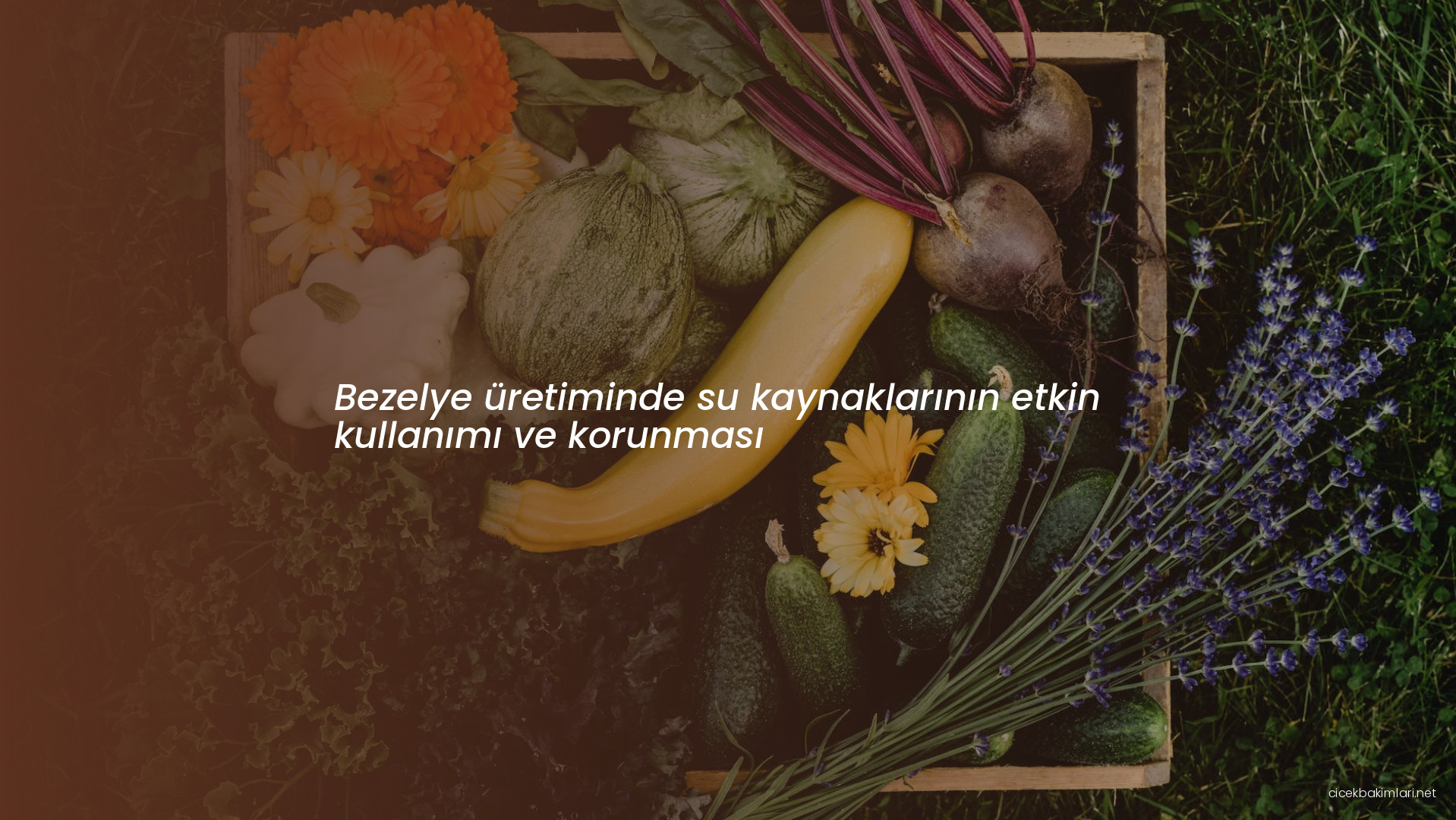 Bezelye üretiminde su kaynaklarının etkin kullanımı ve korunması