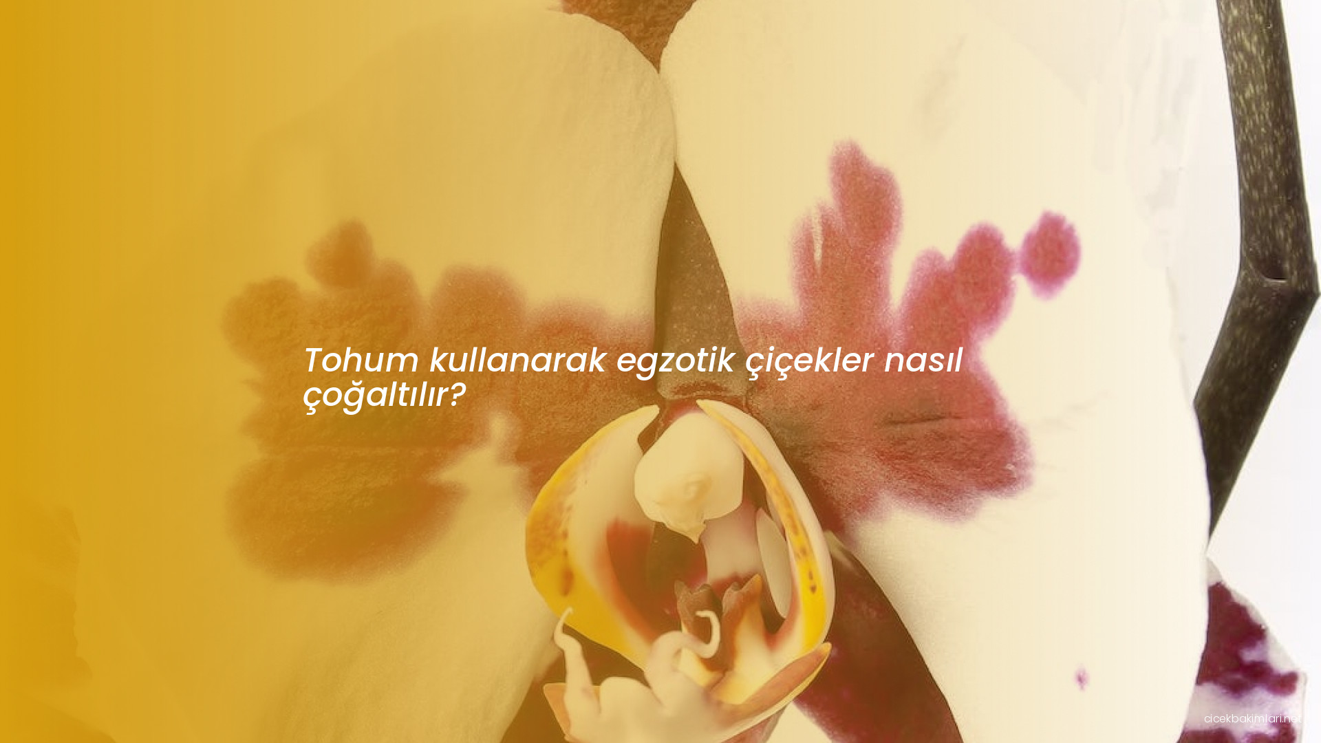 Tohum kullanarak egzotik çiçekler nasıl çoğaltılır?