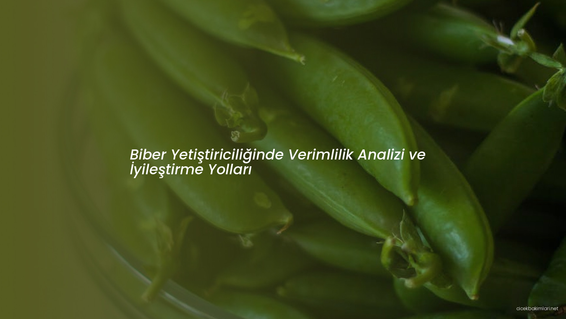 Biber Yetiştiriciliğinde Verimlilik Analizi ve İyileştirme Yolları