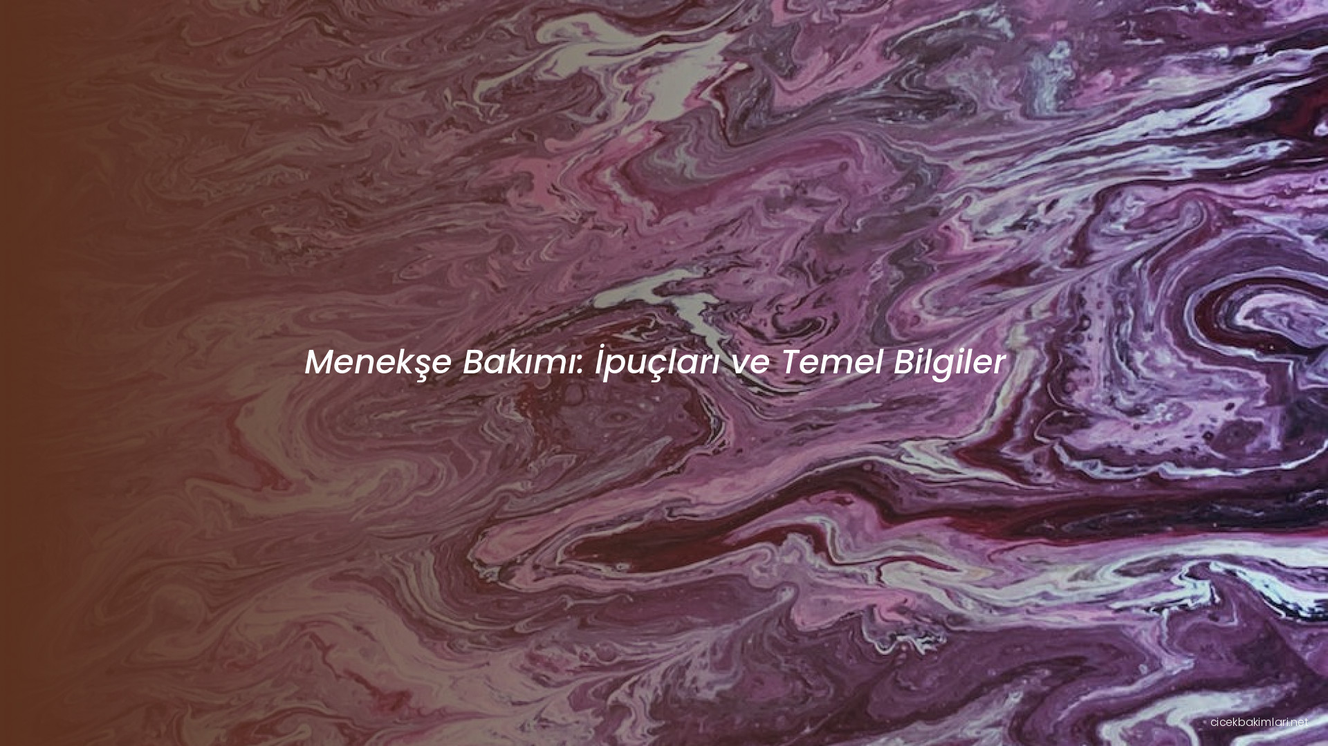 Menekşe Bakımı: İpuçları ve Temel Bilgiler