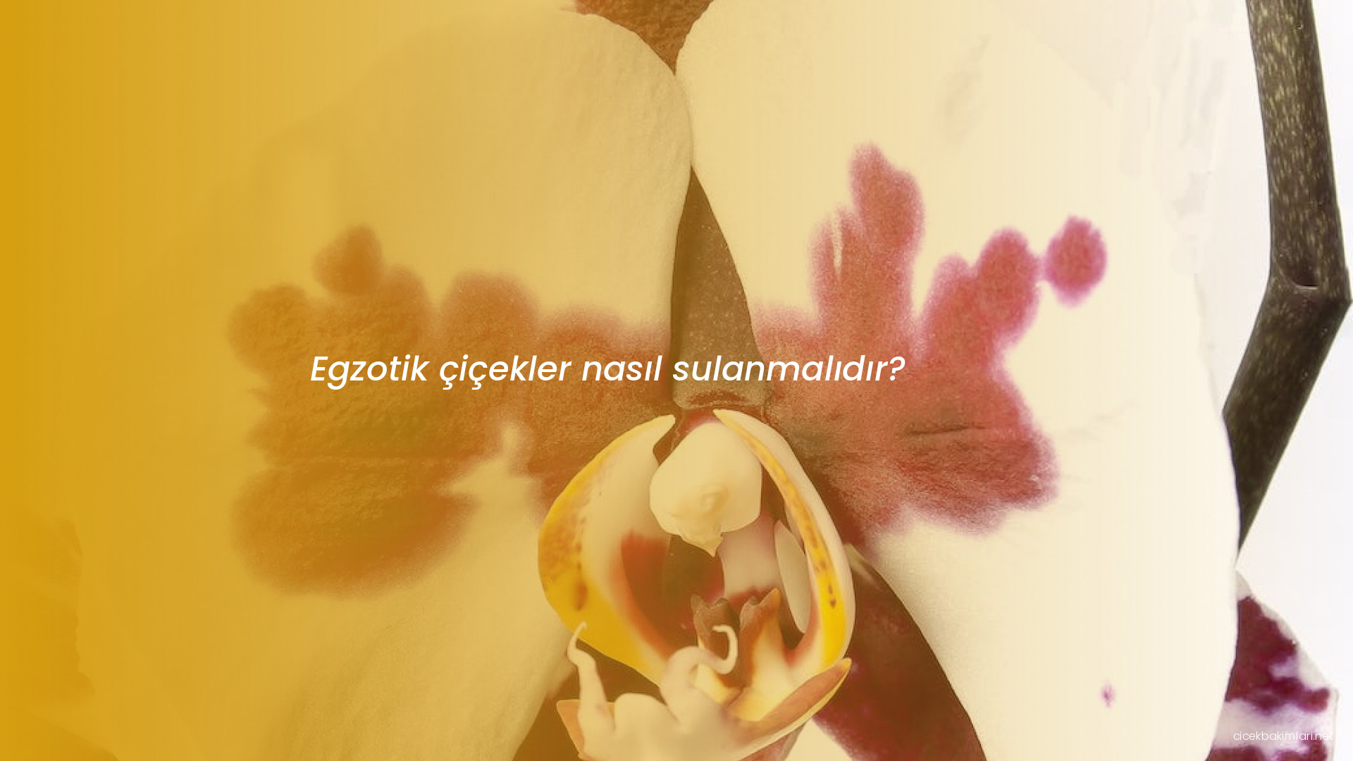 Egzotik çiçekler nasıl sulanmalıdır?