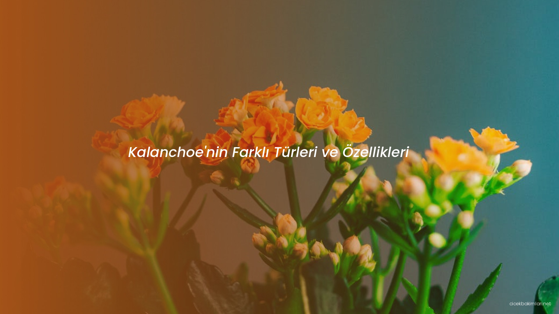 Kalanchoe'nin Farklı Türleri ve Özellikleri